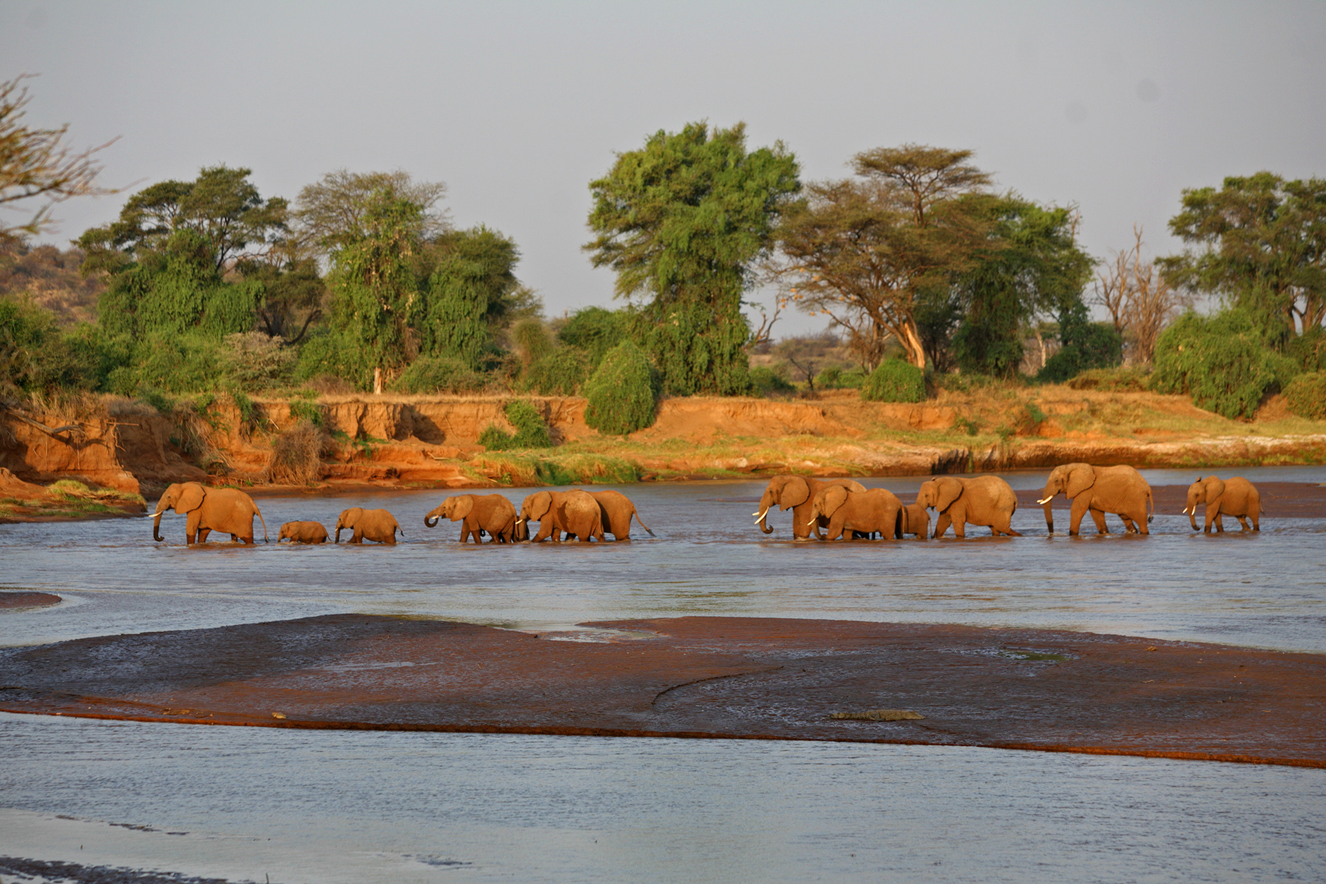 Elephant family crossing the Ewaso Nyiro River - Samburu