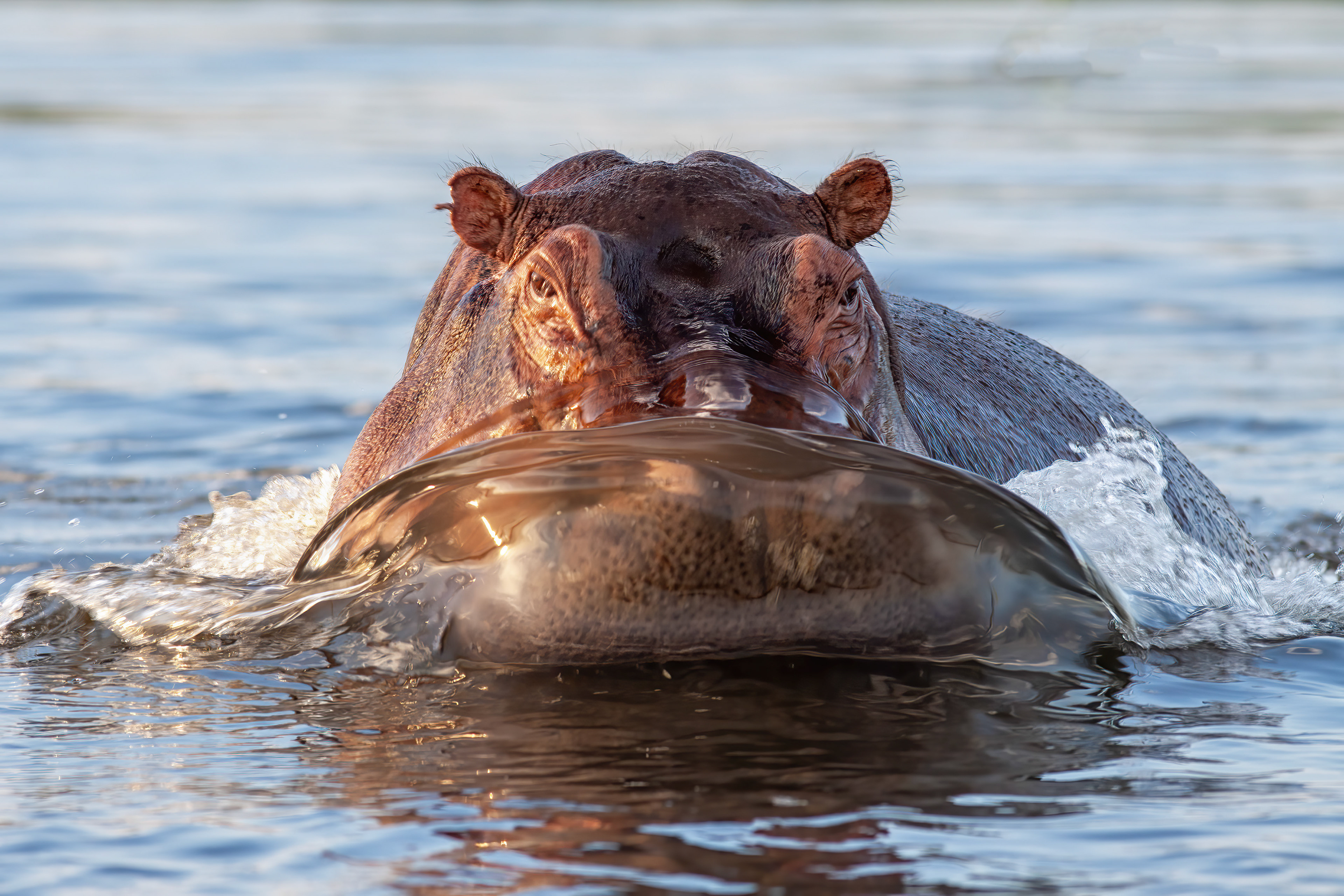 Hippo charging our boat - Uganda