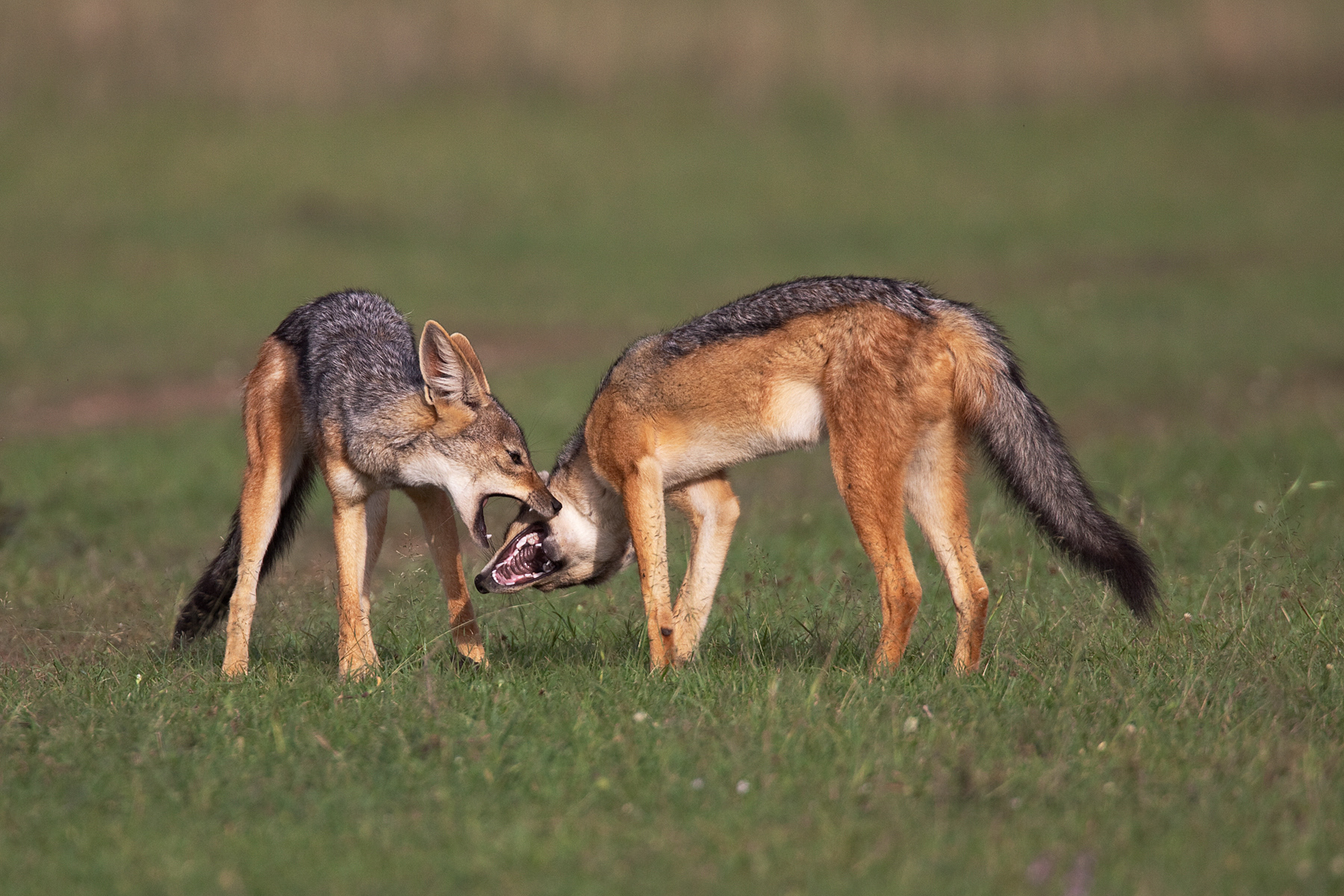 Jackals greeting - Masai Mara