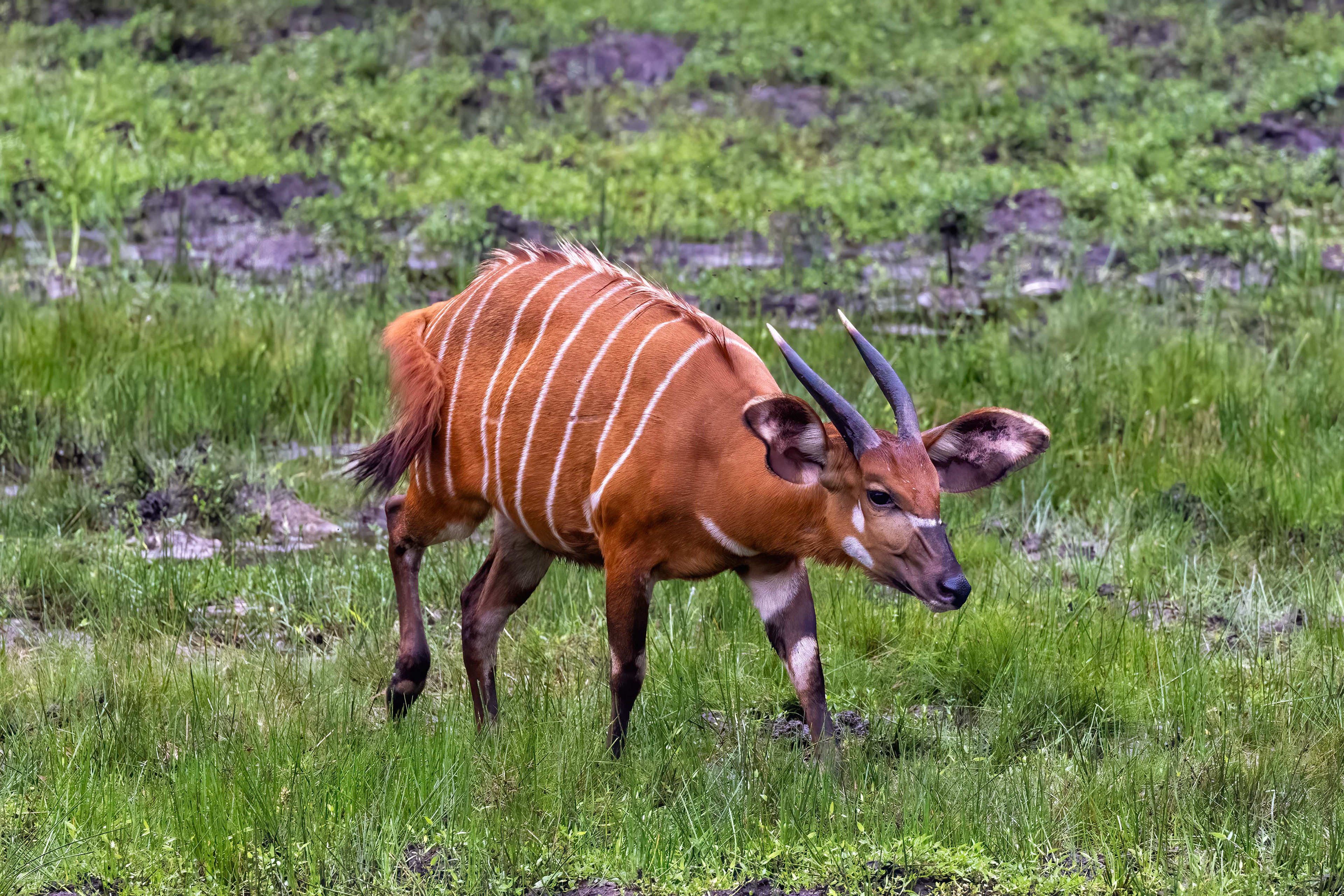 Bongo - Odzala, Republic of Congo - RM