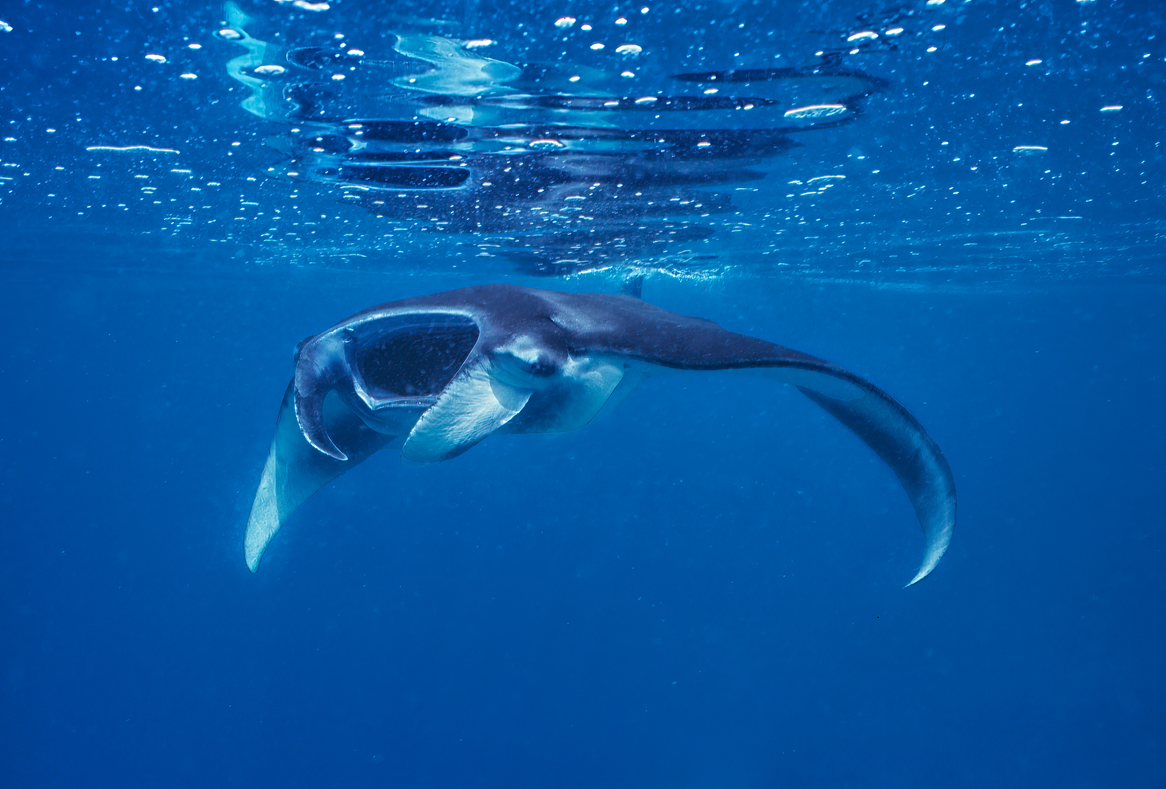 Manta Ray - Kalimantan, indonesia