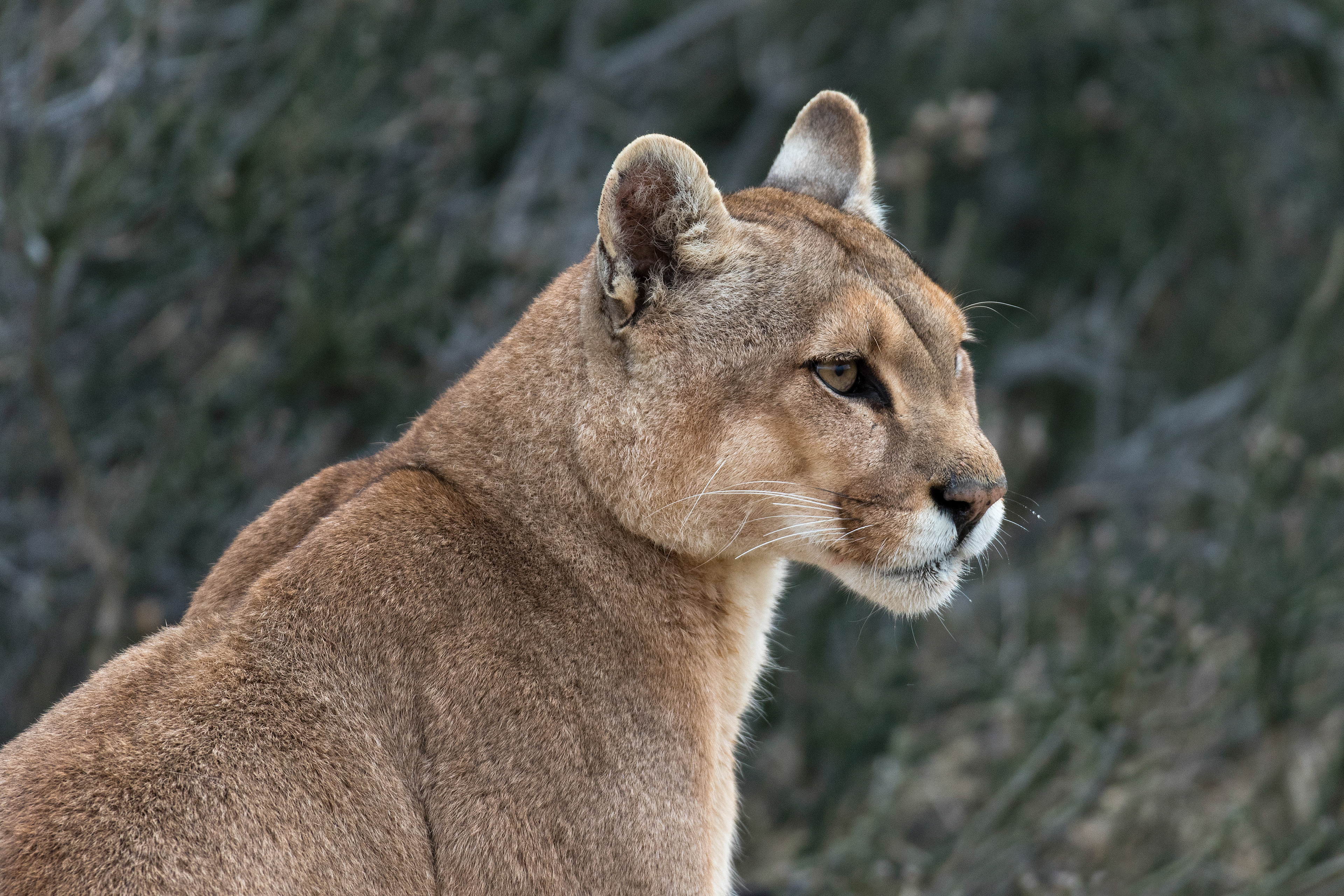 Female Puma - Patagonia