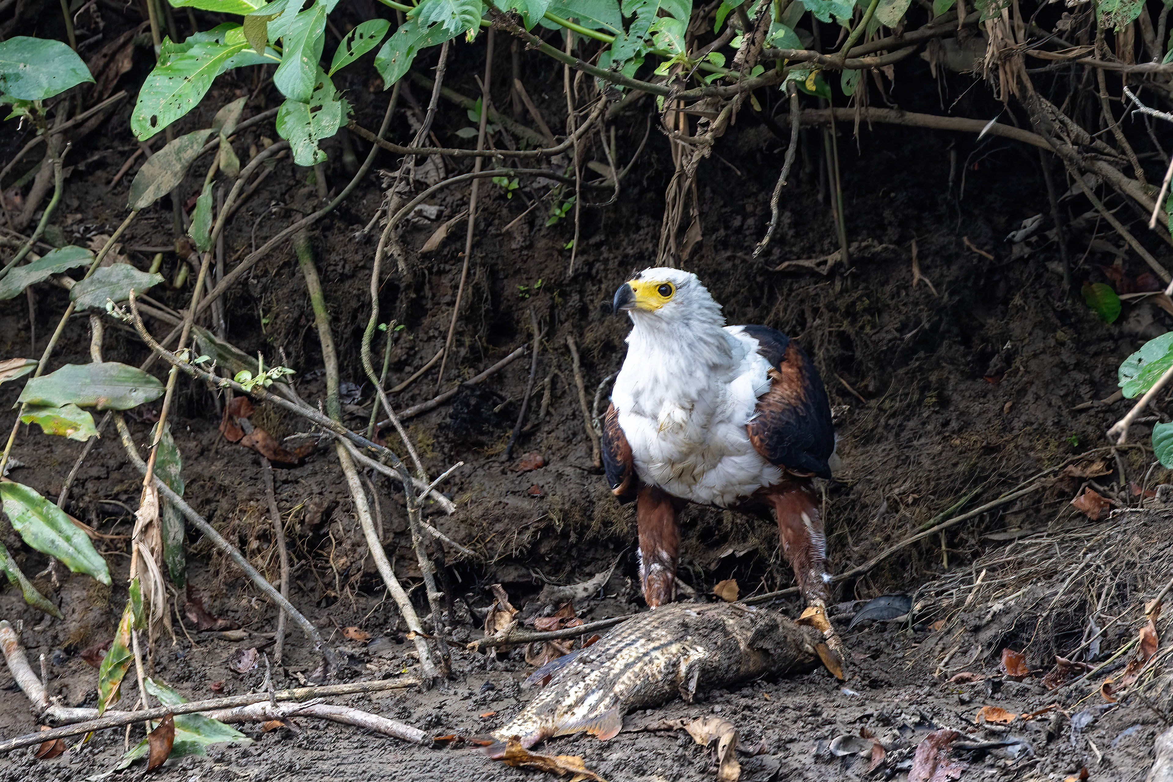 African Fish Eagle with its impressive catch of the day on the mambili River - Odzala, Republic of Congo-RM