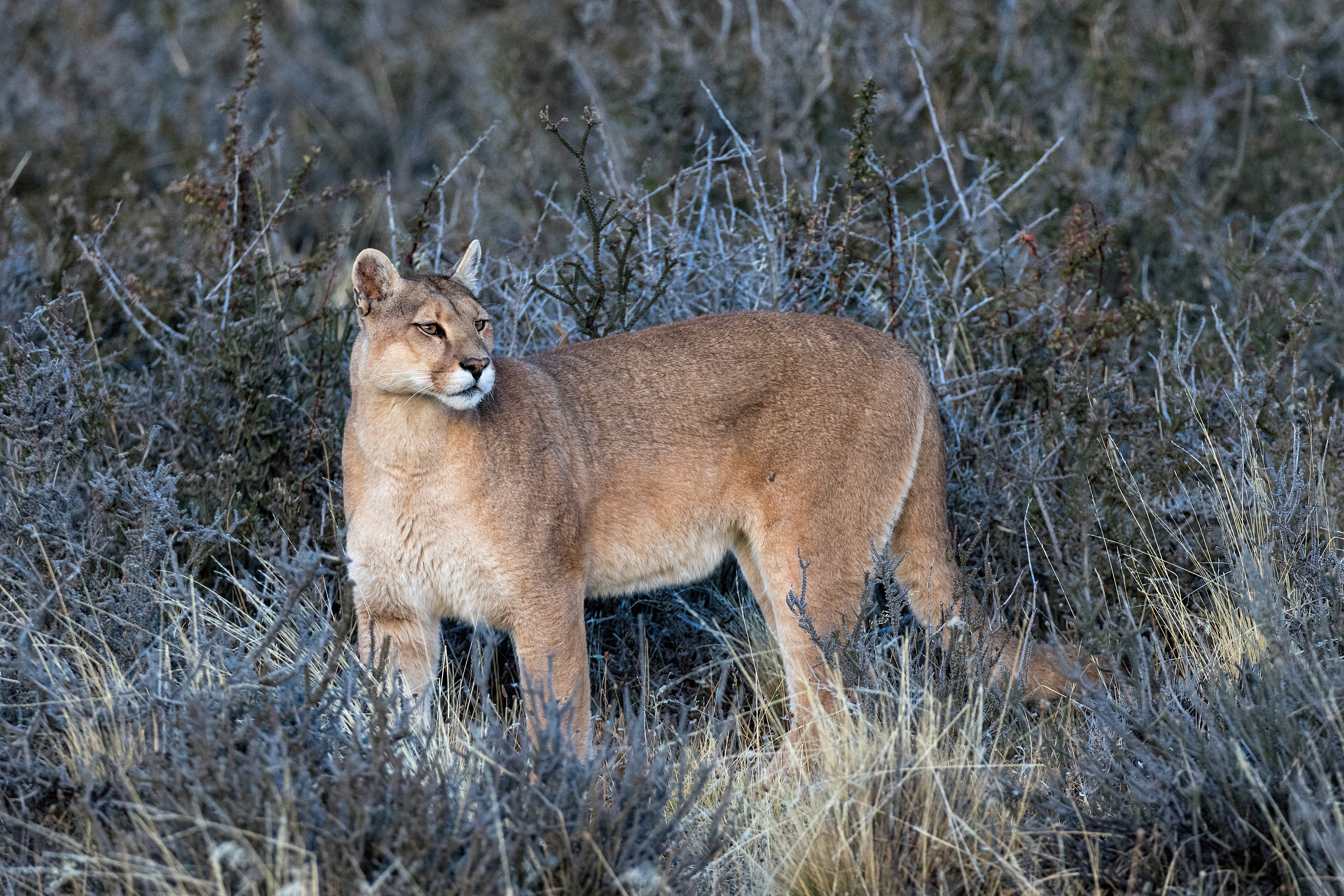 Female Puma - Patagonia 