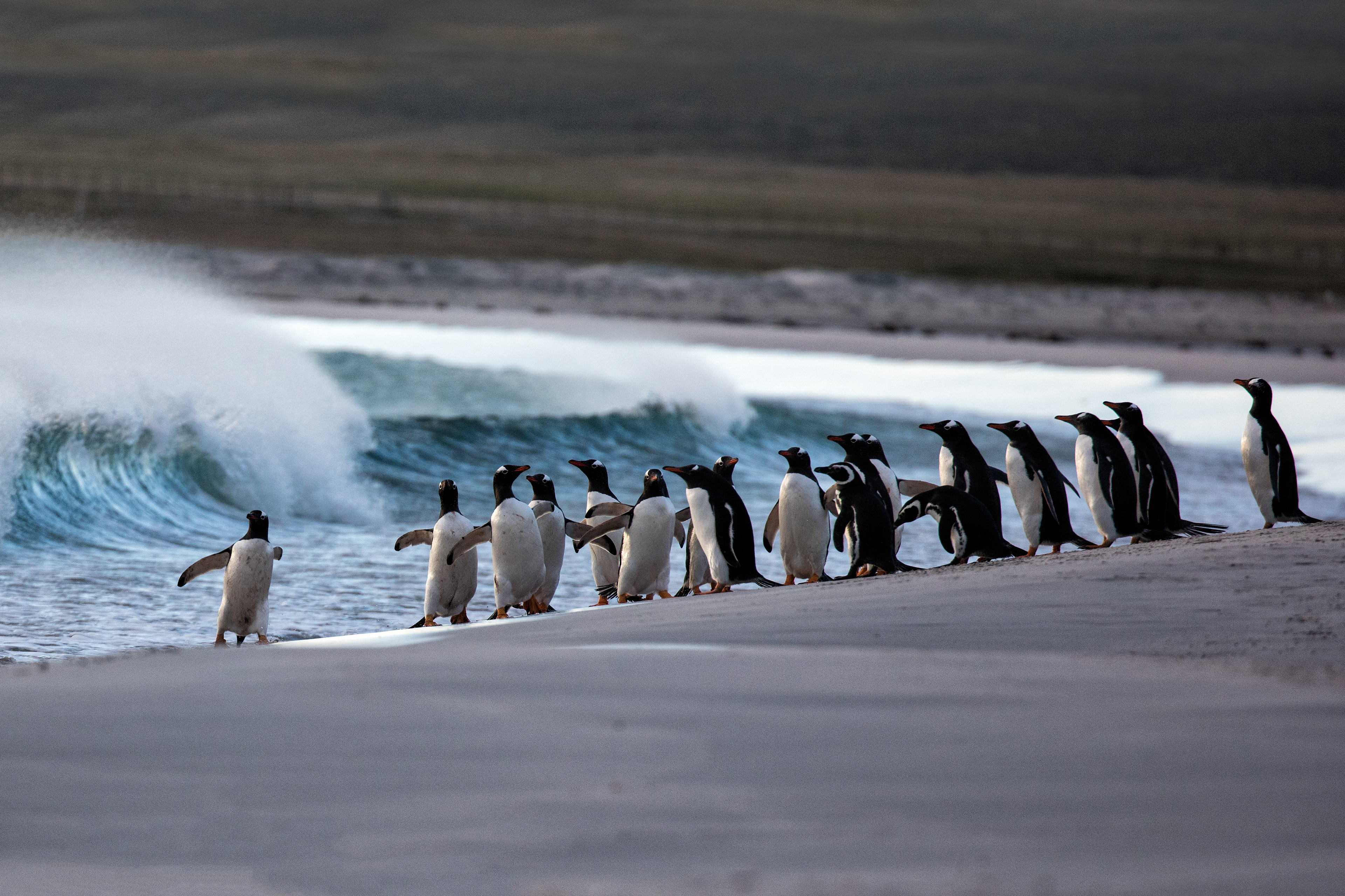 Gentoo Penguins - Falklands