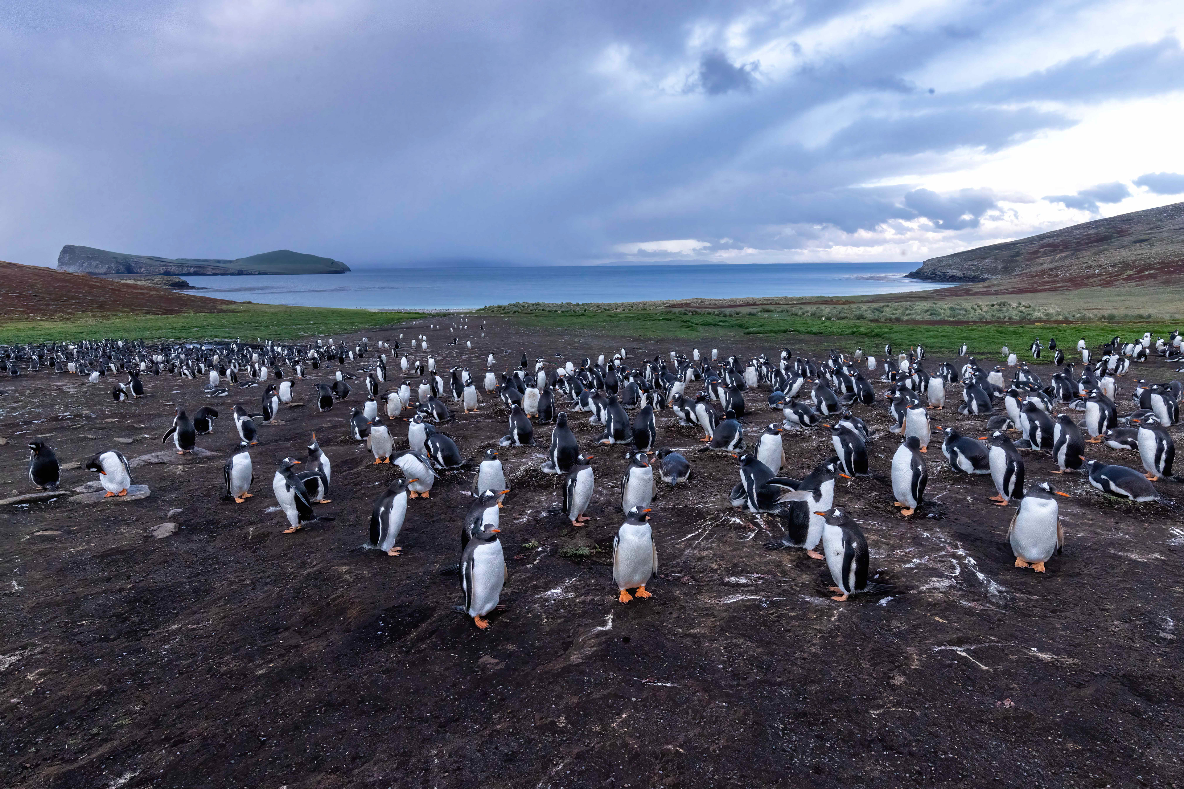 Gentoo Penguin colony on New Island - Falklands