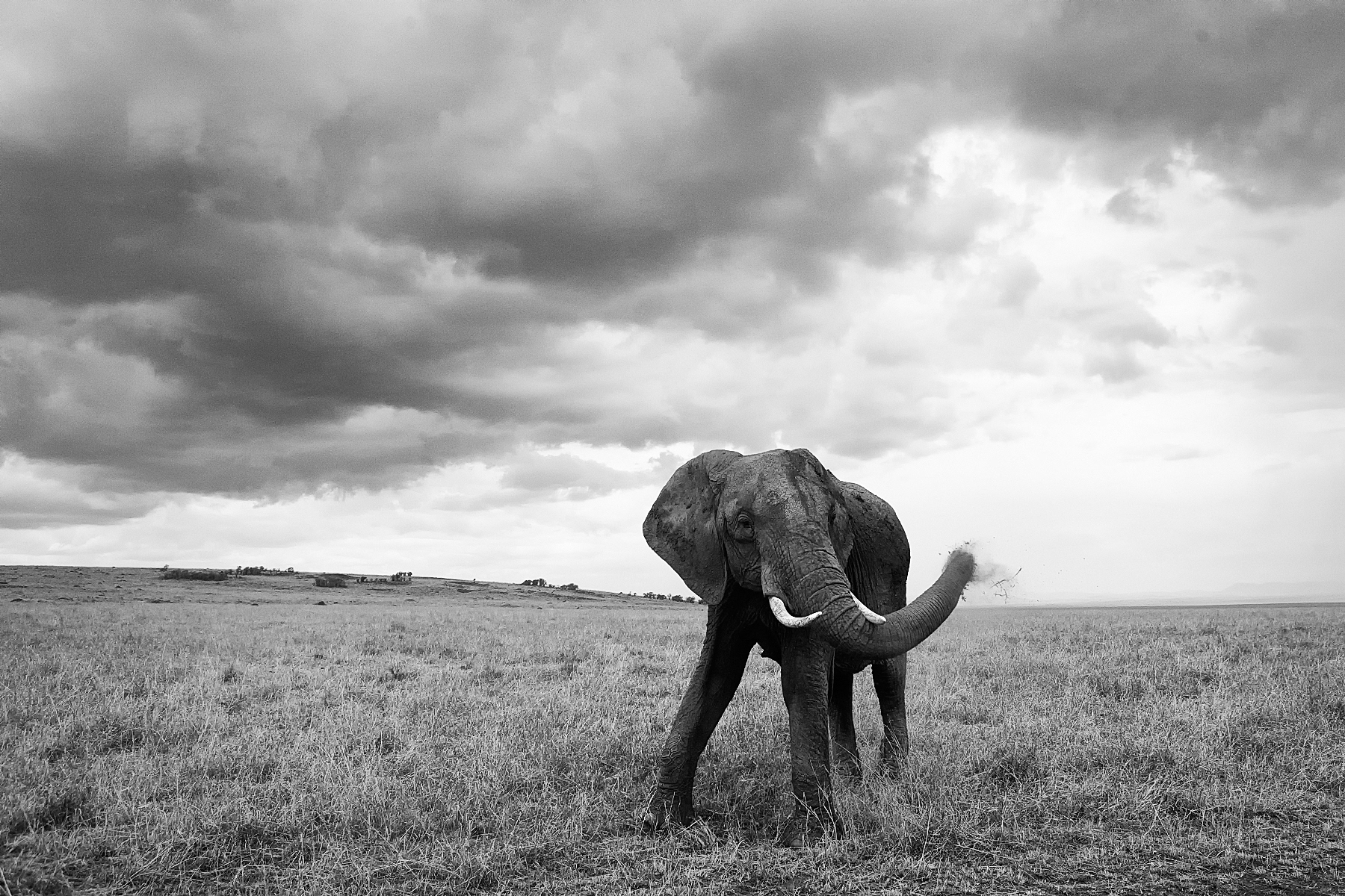 Elephant giving a warning - Masai Mara
