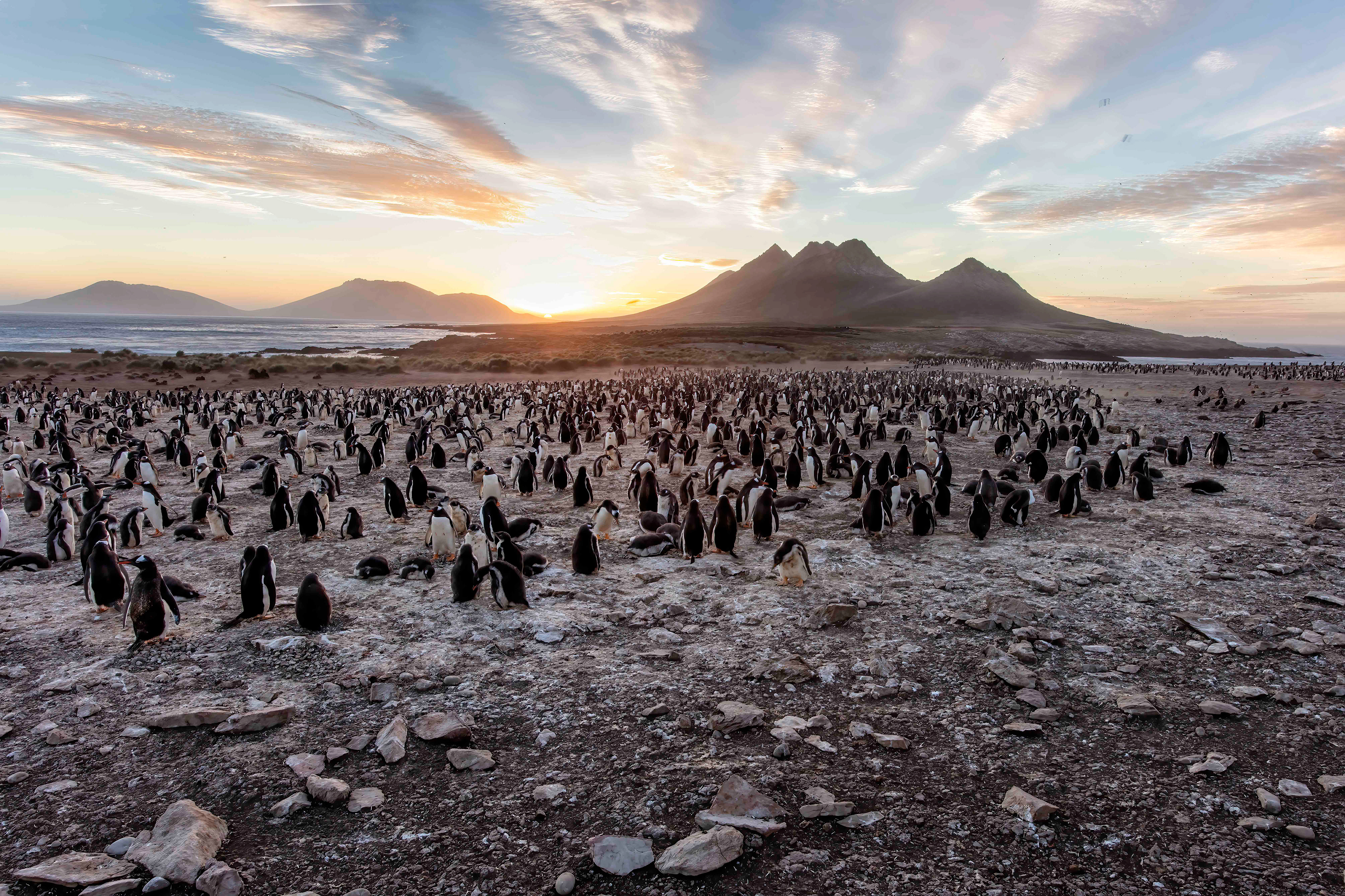 Sunrise at the Gentoo Penguin colony on Steeple Jason Island - Falklands