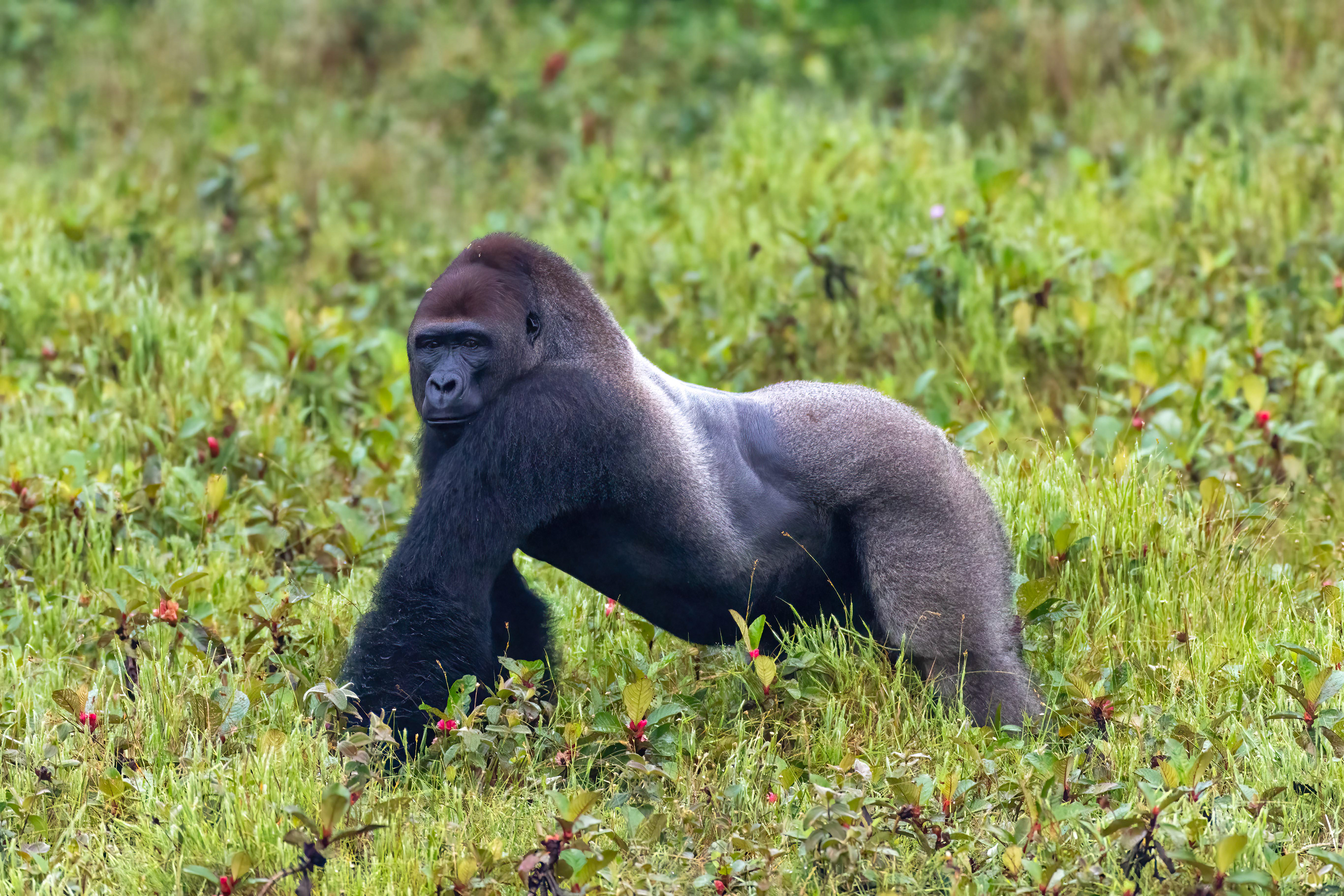 Western Lowland Silverback Gorilla - Odzala, Republic of Congo