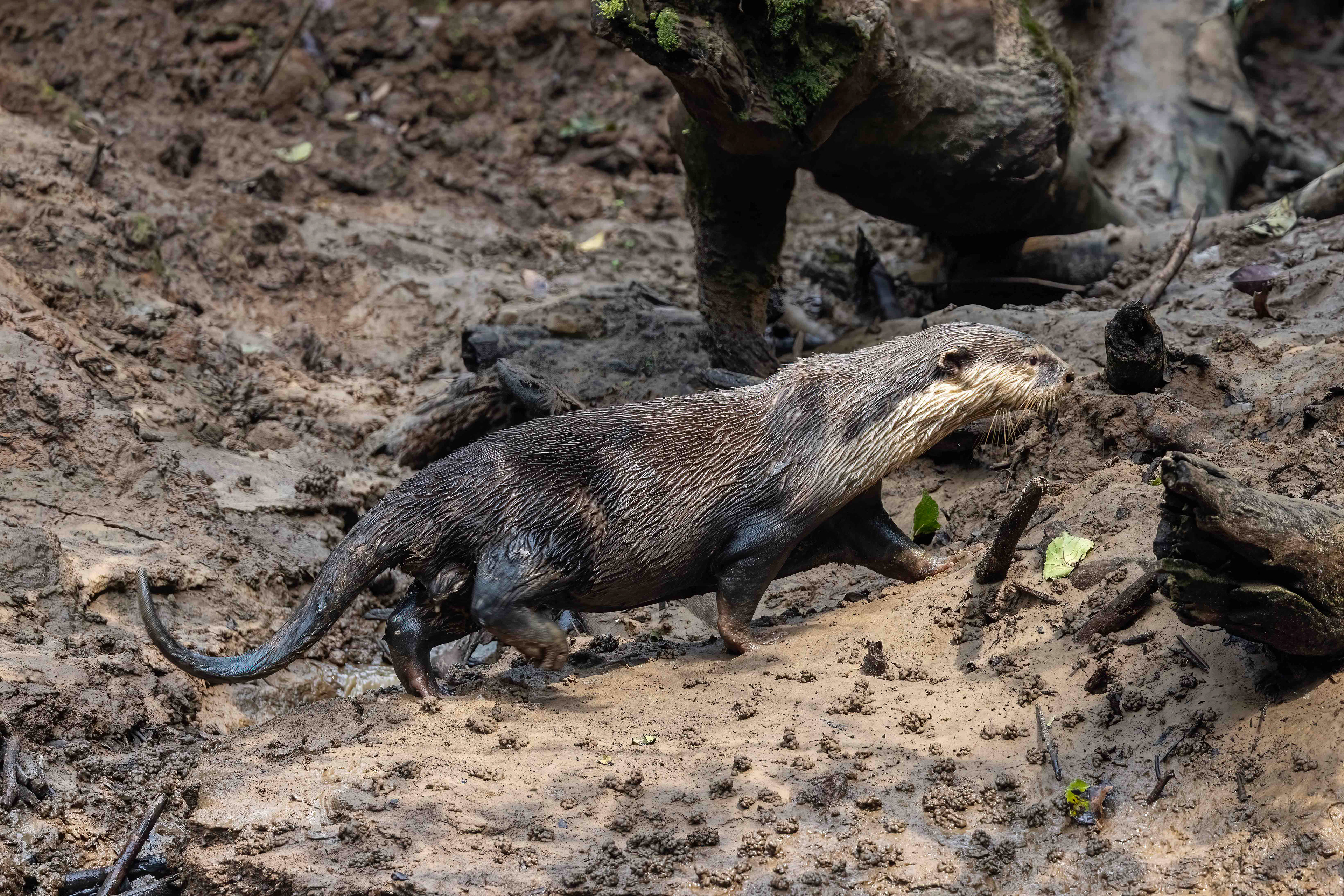 Rarely seen Congo Clawless Otter on the bank of the Mambvili River - Odzala, Republic of Congo-RM