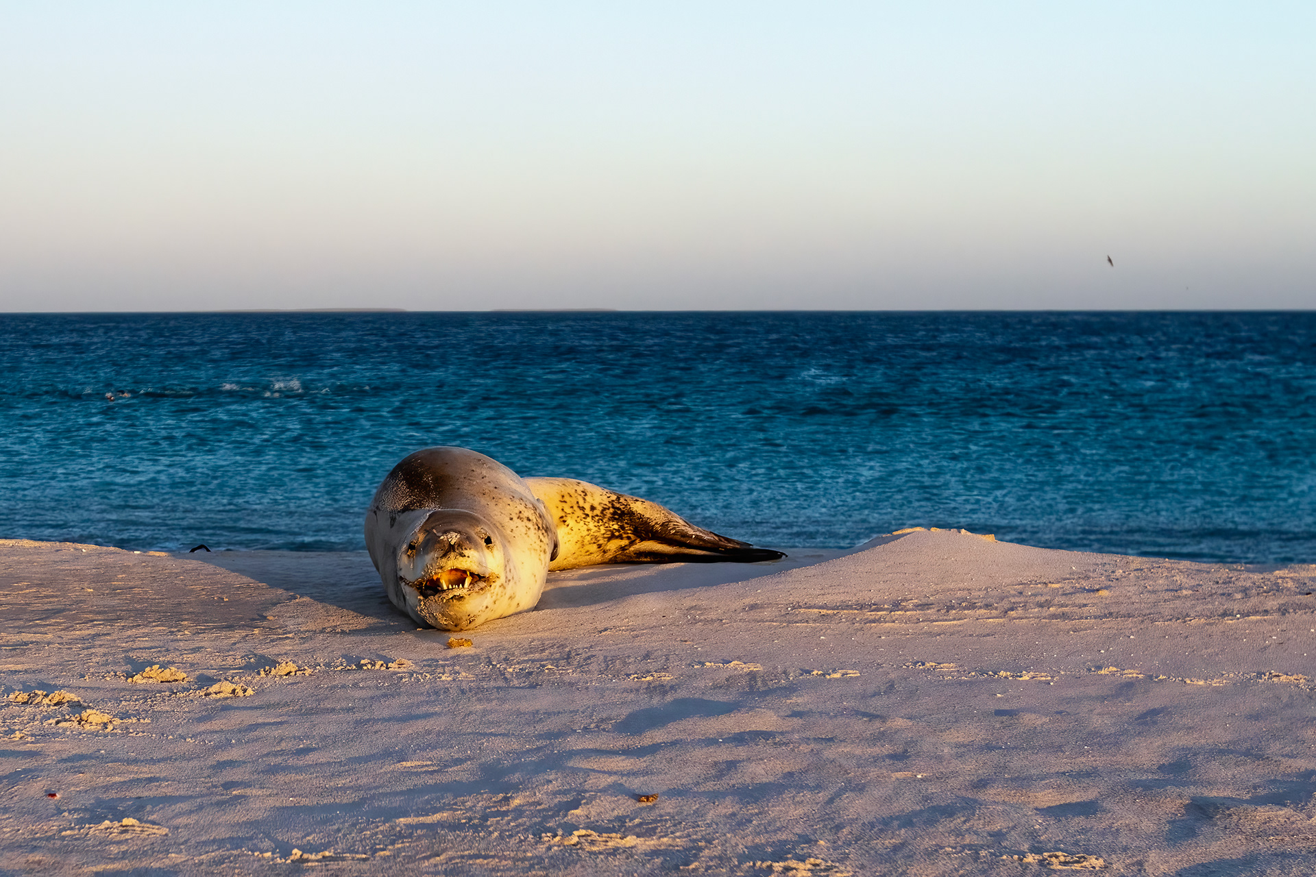Leopard Seal at sunset - Falklands - RM