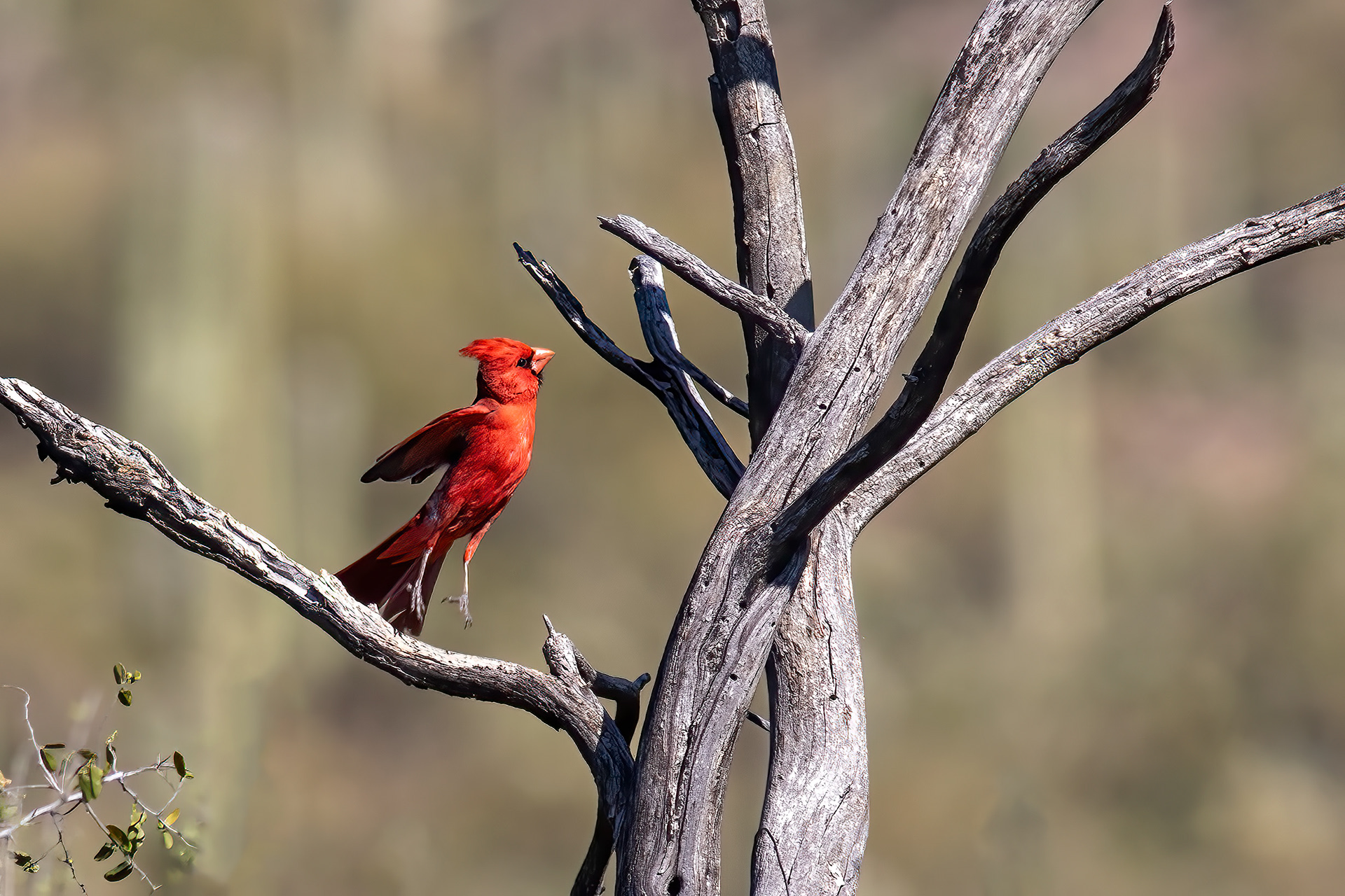 Northern Cardinal male - RM