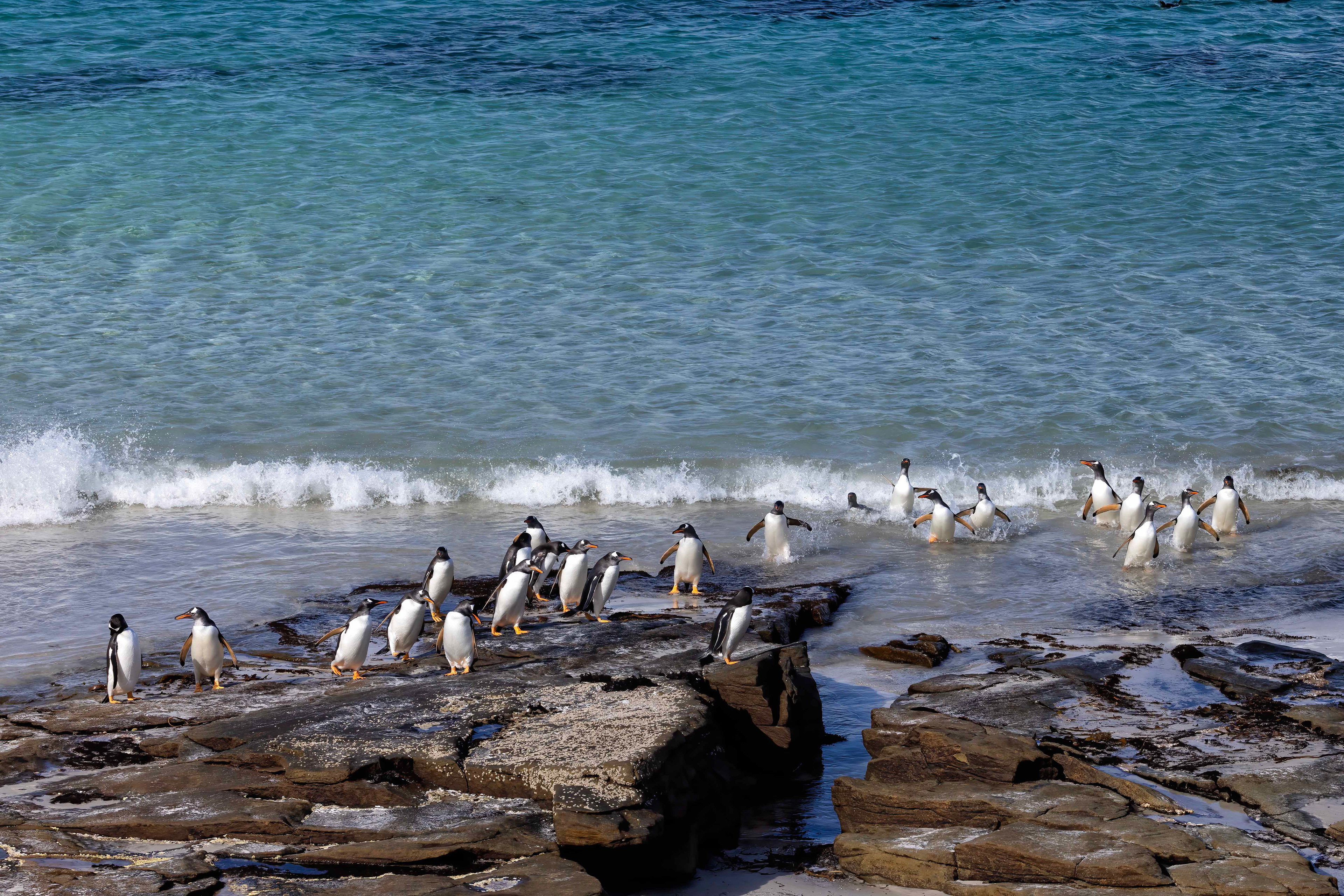 Gentoo Penguins playing on the rocks - Falklands