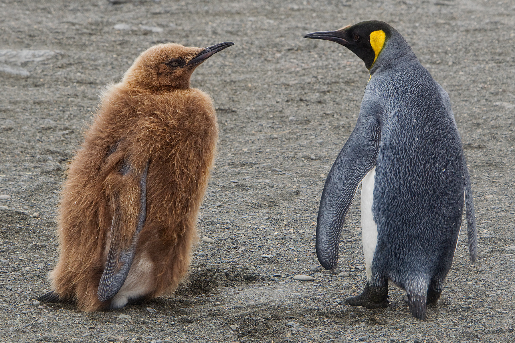 King Penguin adult and chick - South Georgia