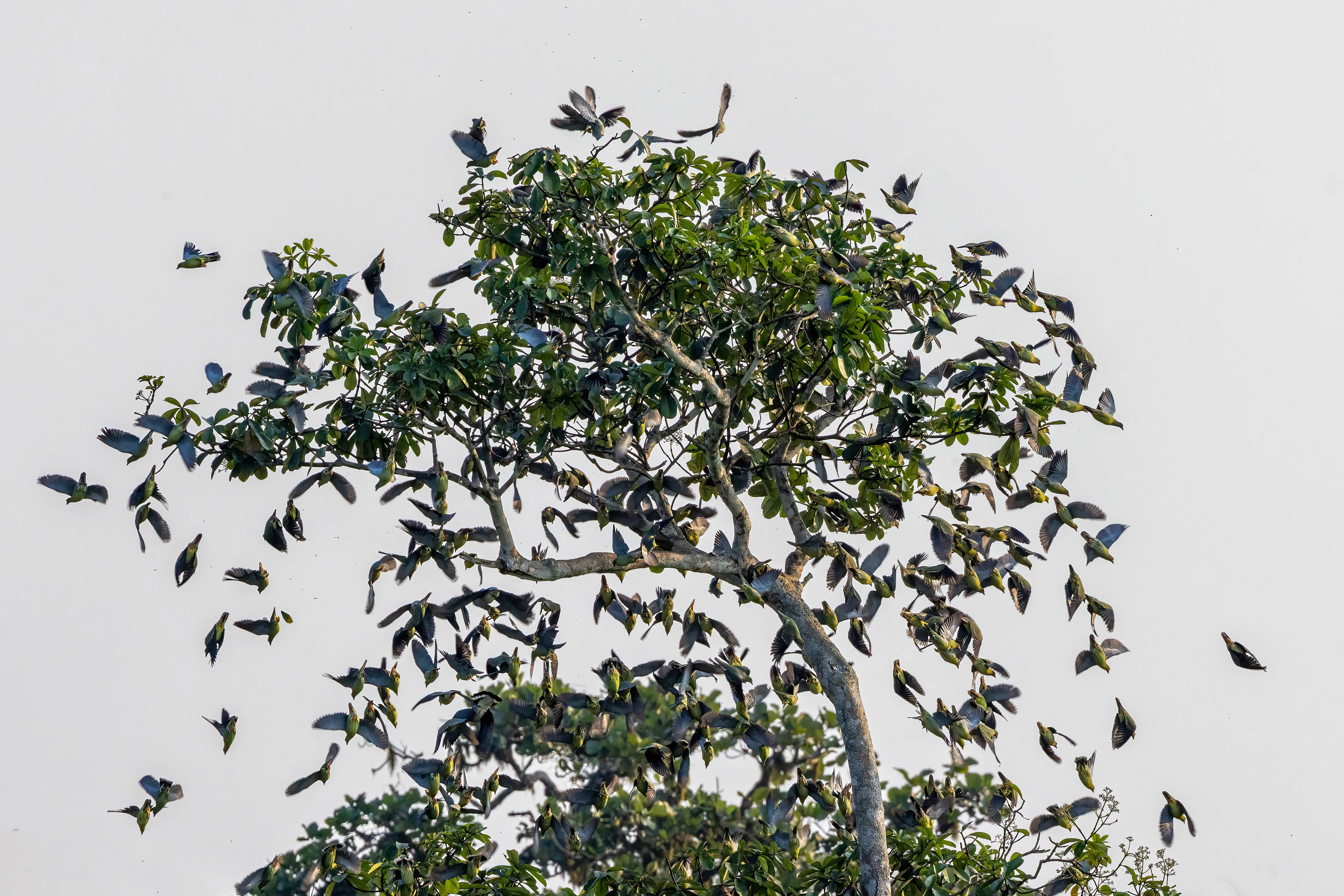 African Green Pigeons swarming a tree in Capitale Bai - Republic of Congo-RM