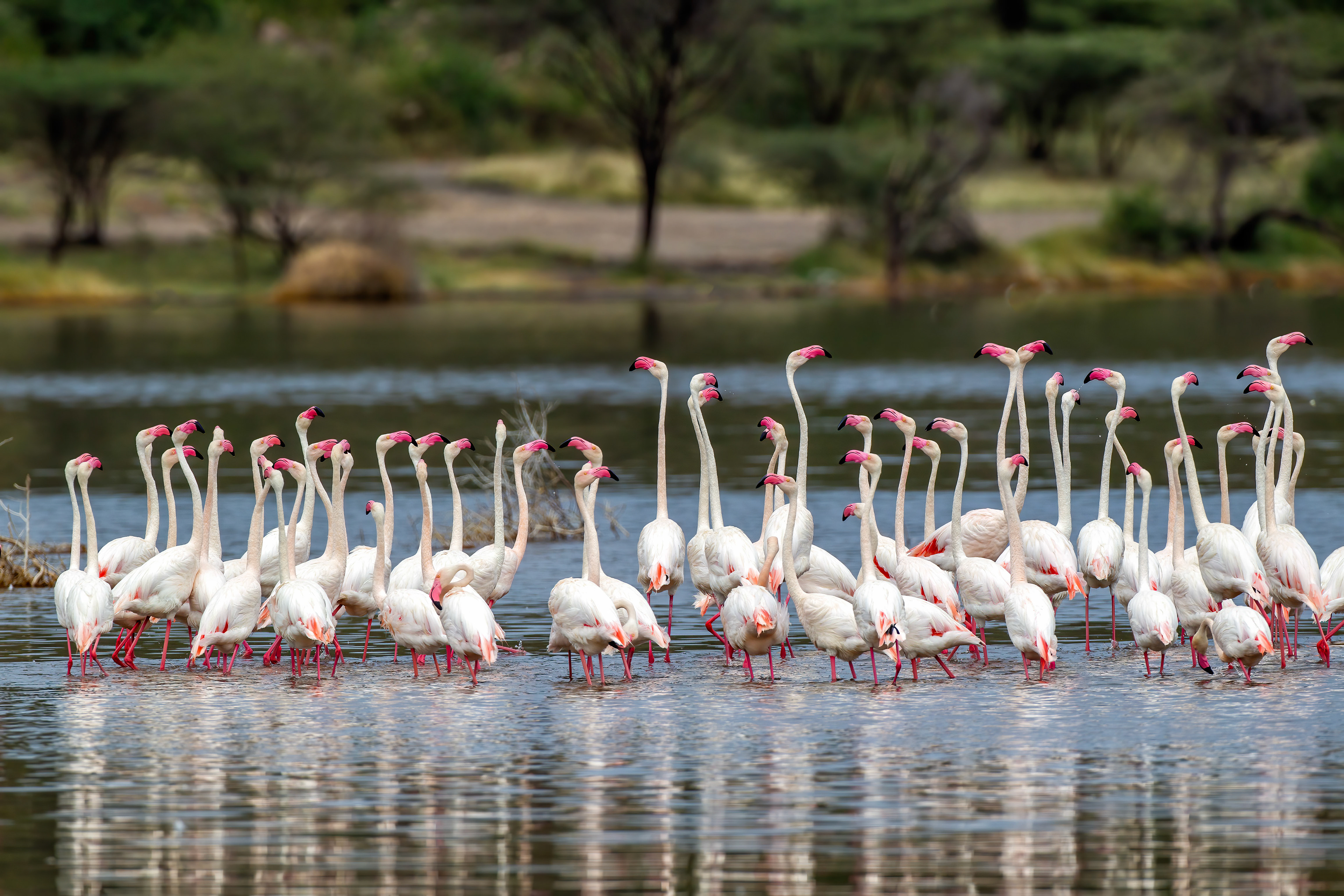 Greater Flamingos at Lake Bogoria - Kenya