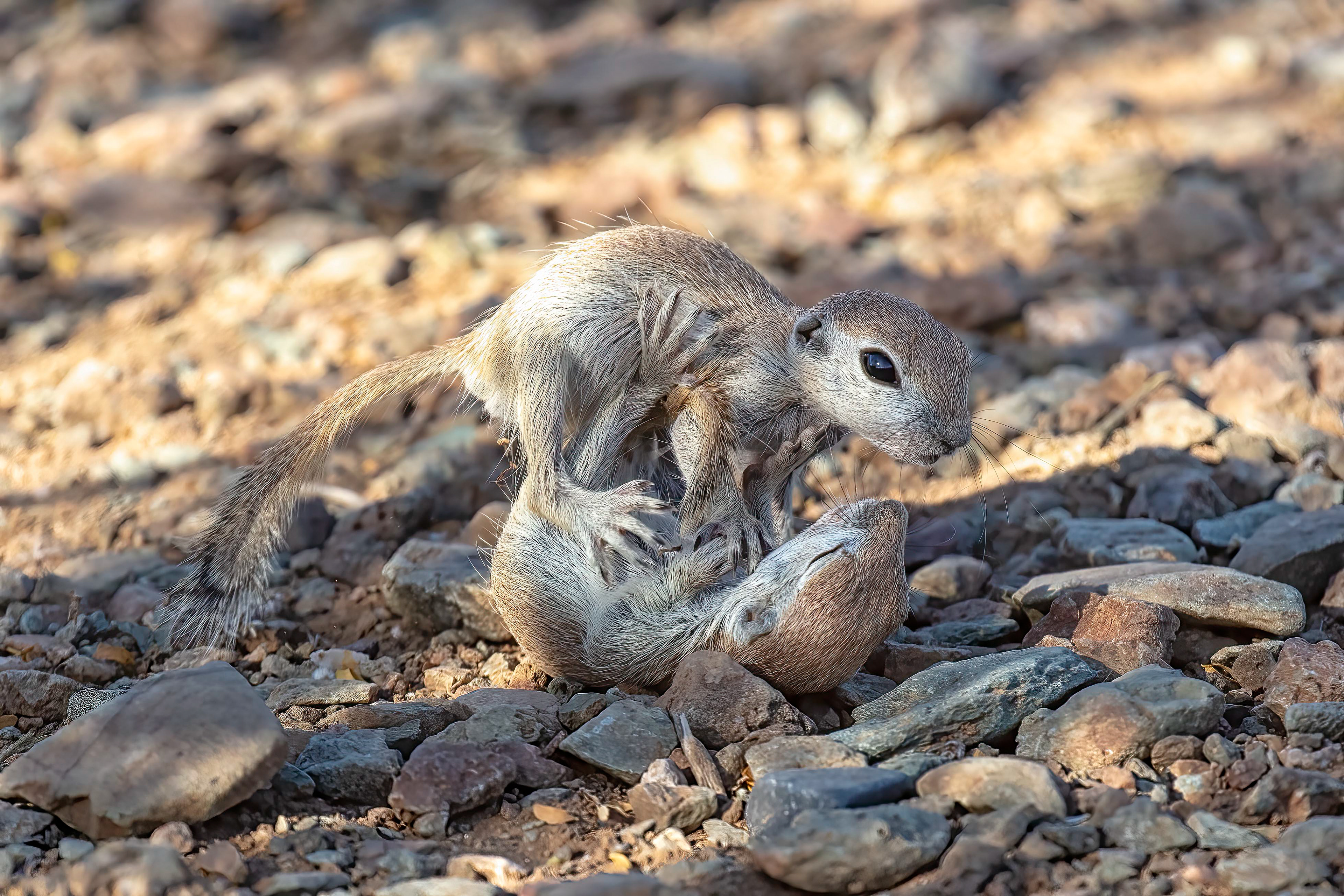 Young Desert Ground Squirrels wrestling