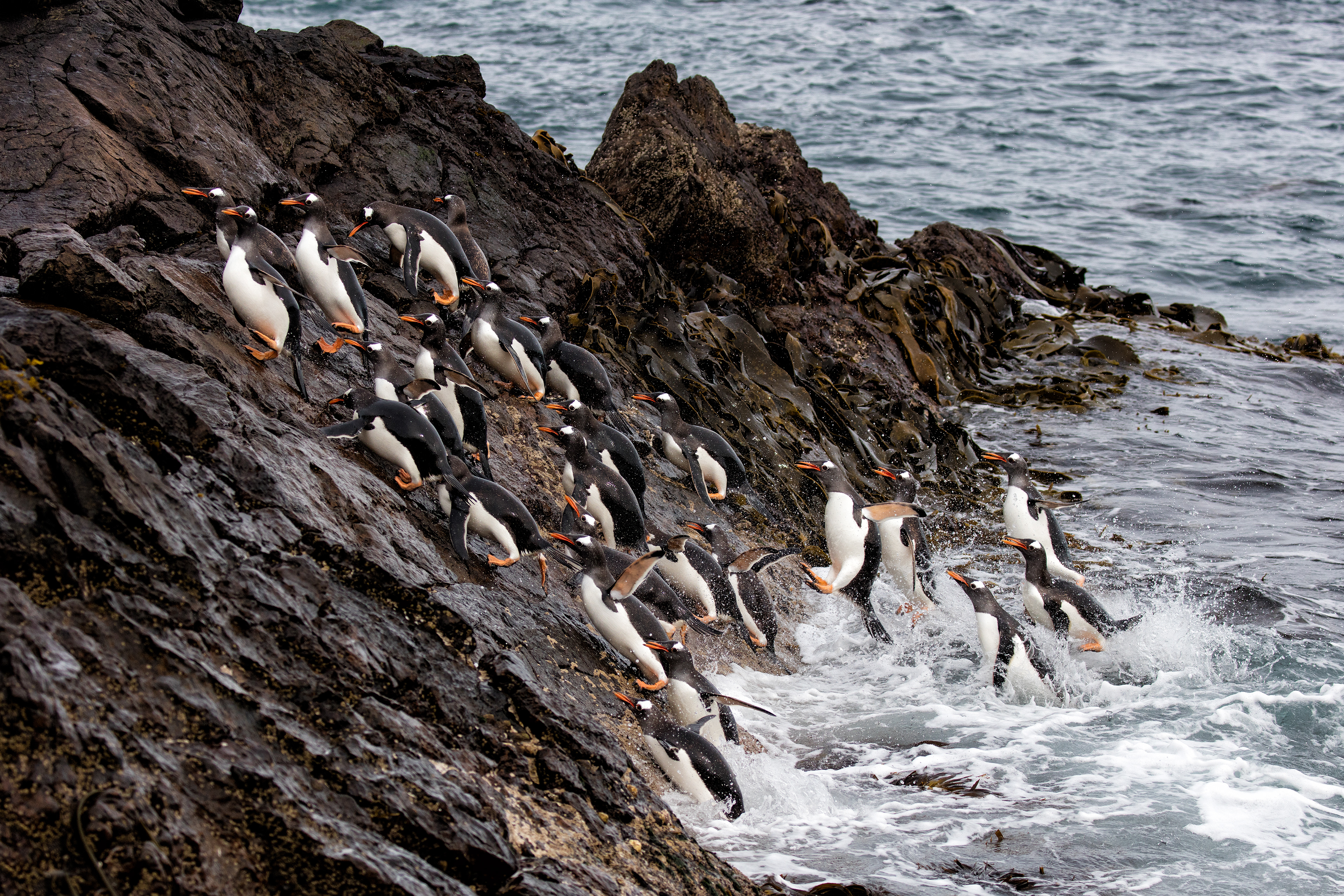 Gentoo Penguins returning to land - Falklands