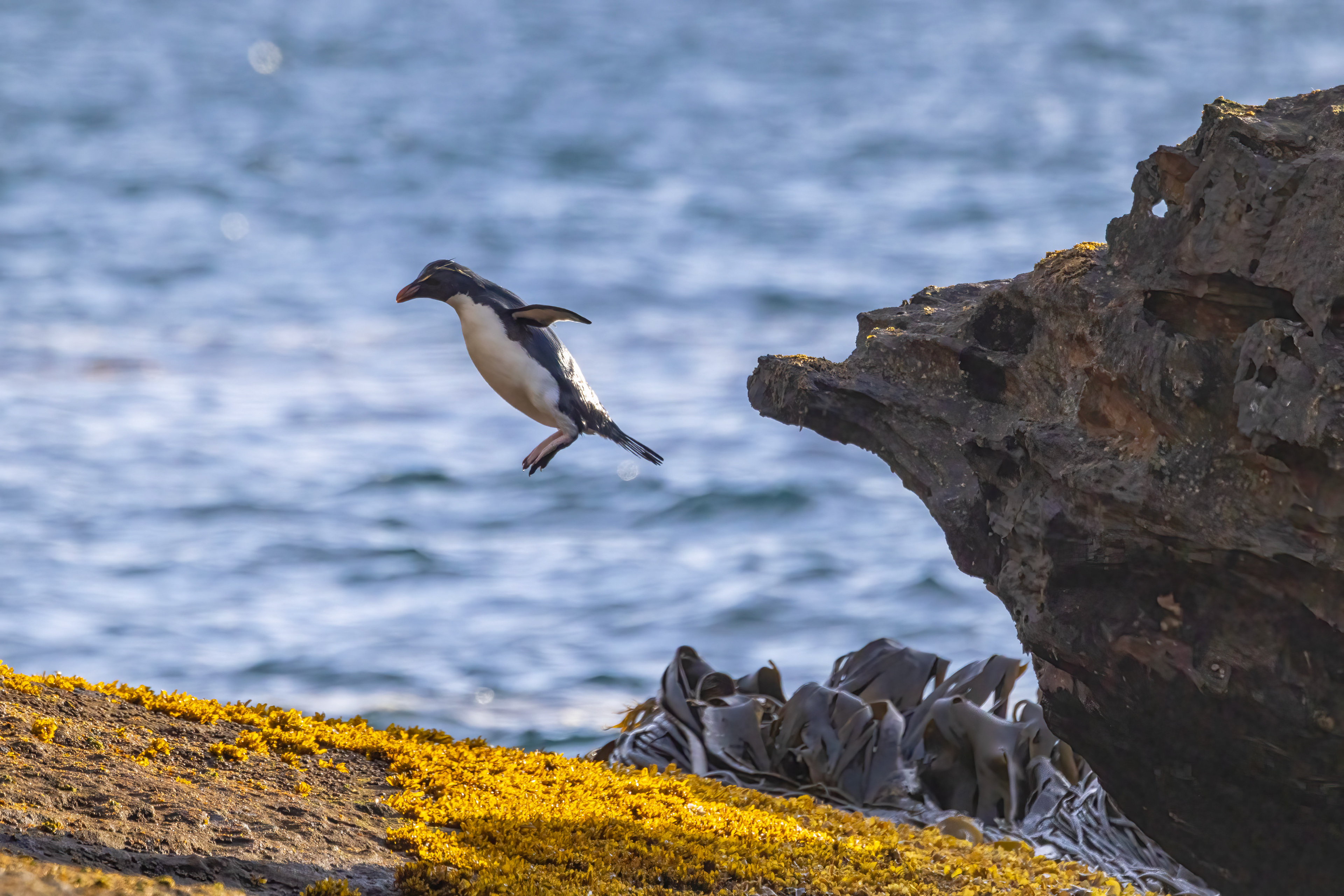Southern Rockhopper doing what they do - Falklands - RM