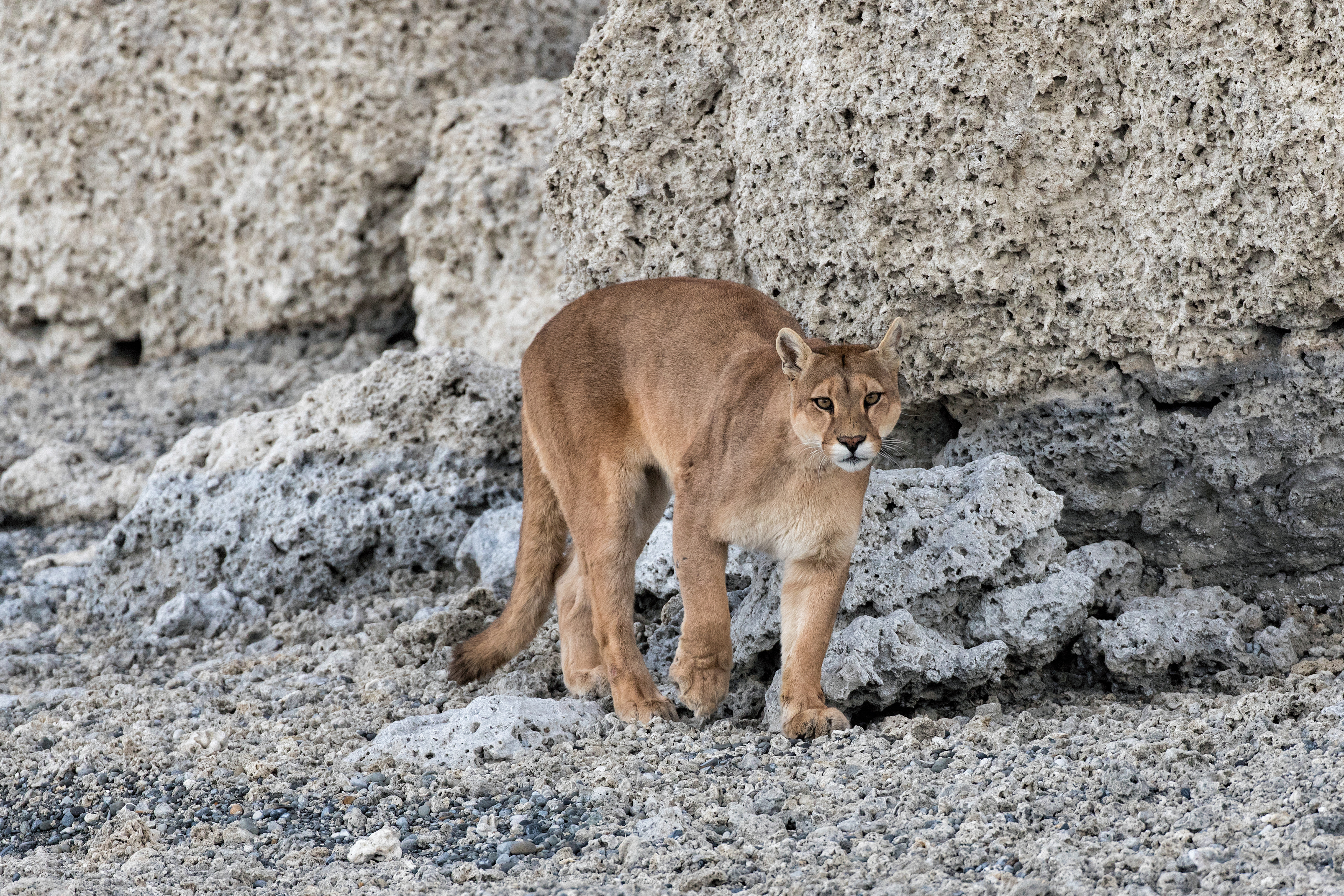 Female Puma - Patagonia