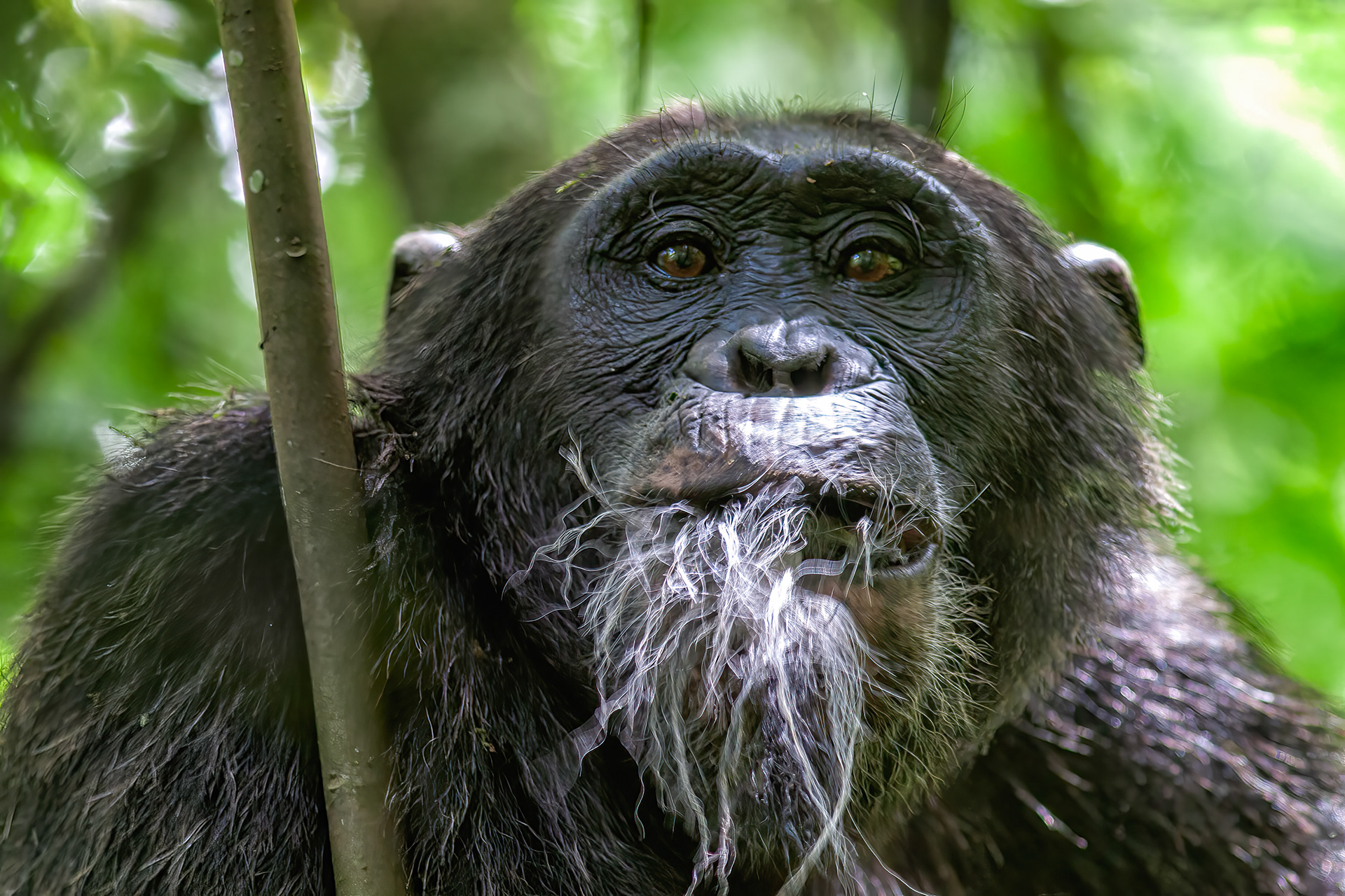 Chimpanzee chewing on the remains of a Black & White Colobus Monkey it has just eaten - Uganda - RM