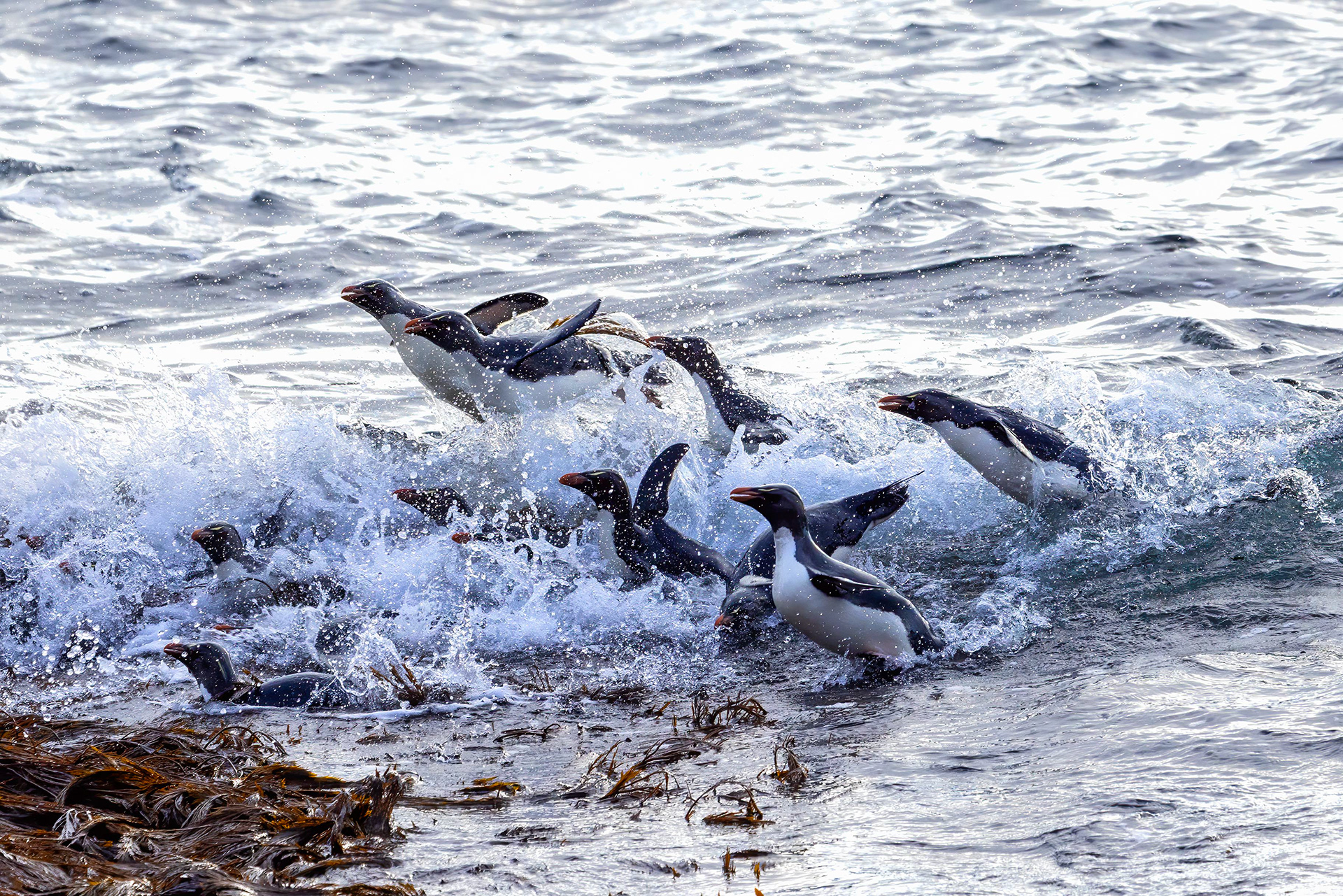 Southern Rockhoppers surfing in - Falklands