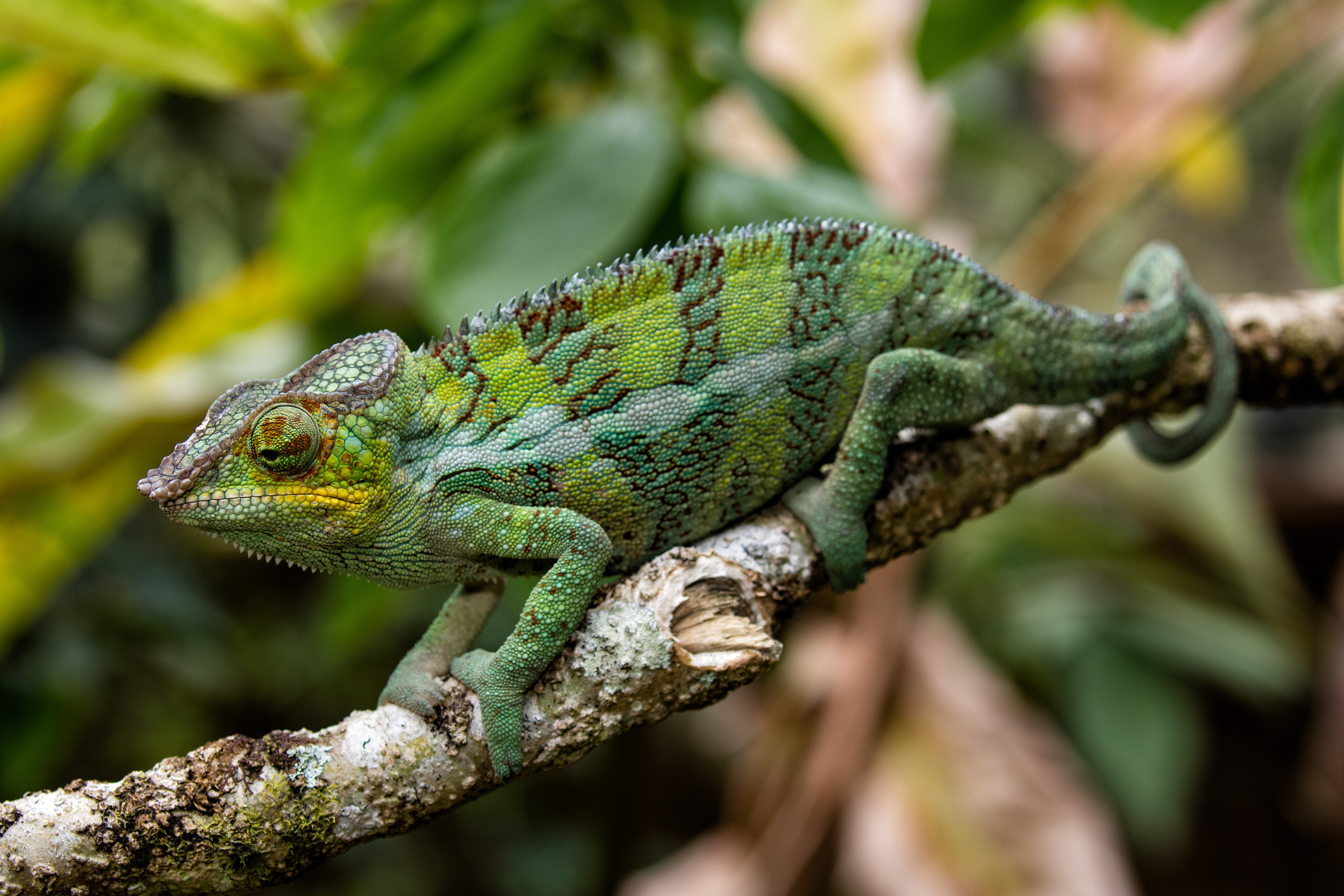 Panther Chameleon - Andisibe