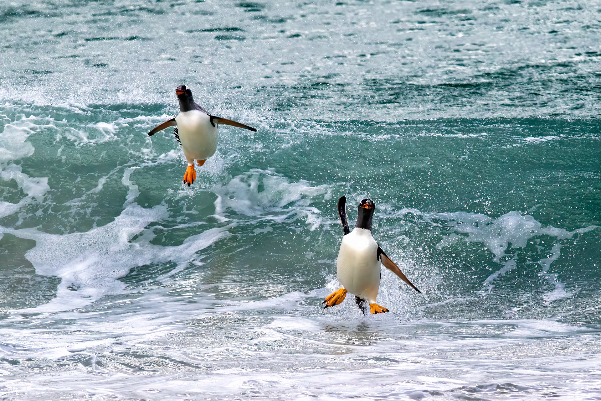 Gentoo penguin acrobatics - Falklands - RM