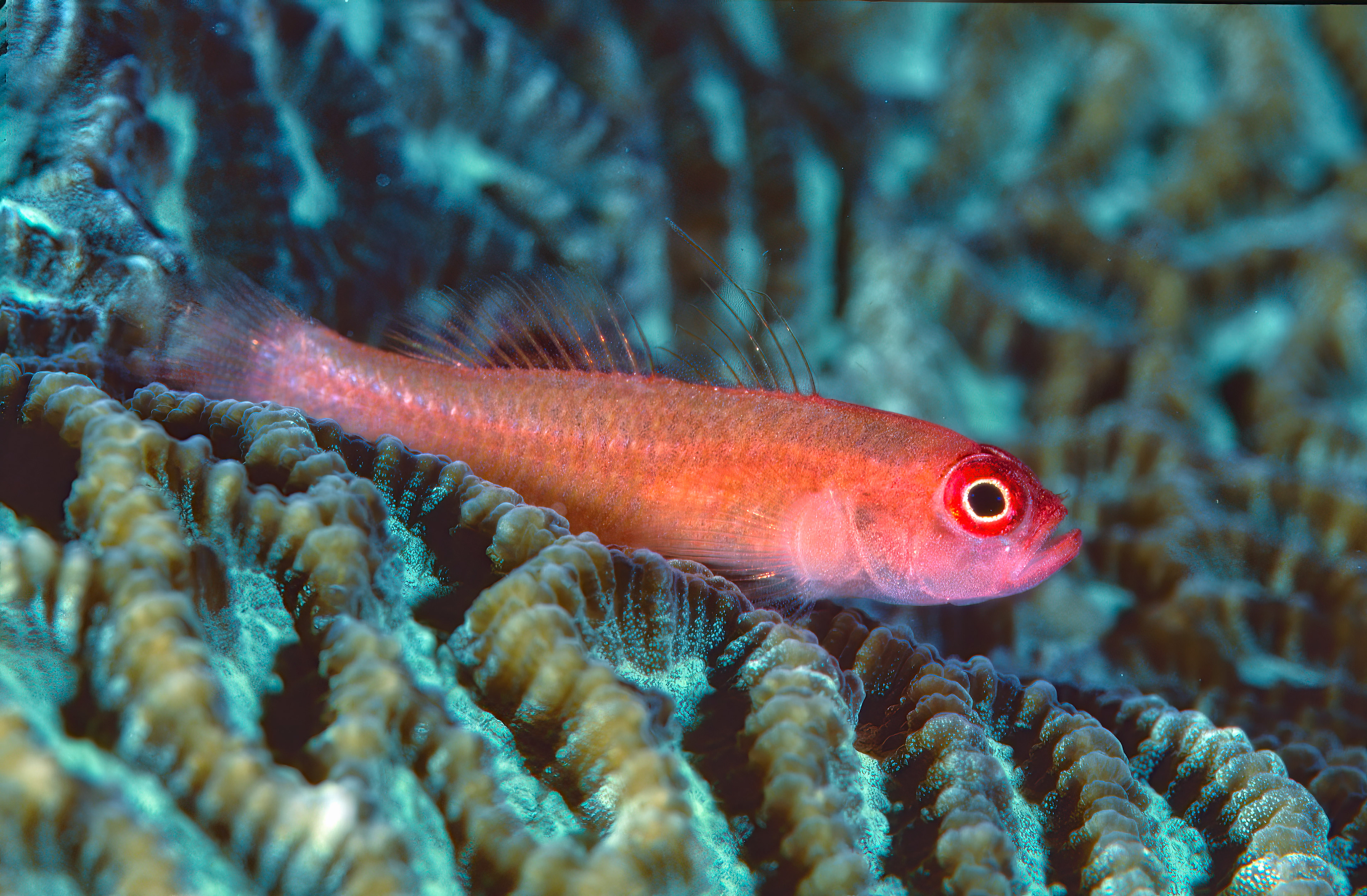 Colorful Goby on Brain Coral - Papua New Guinea