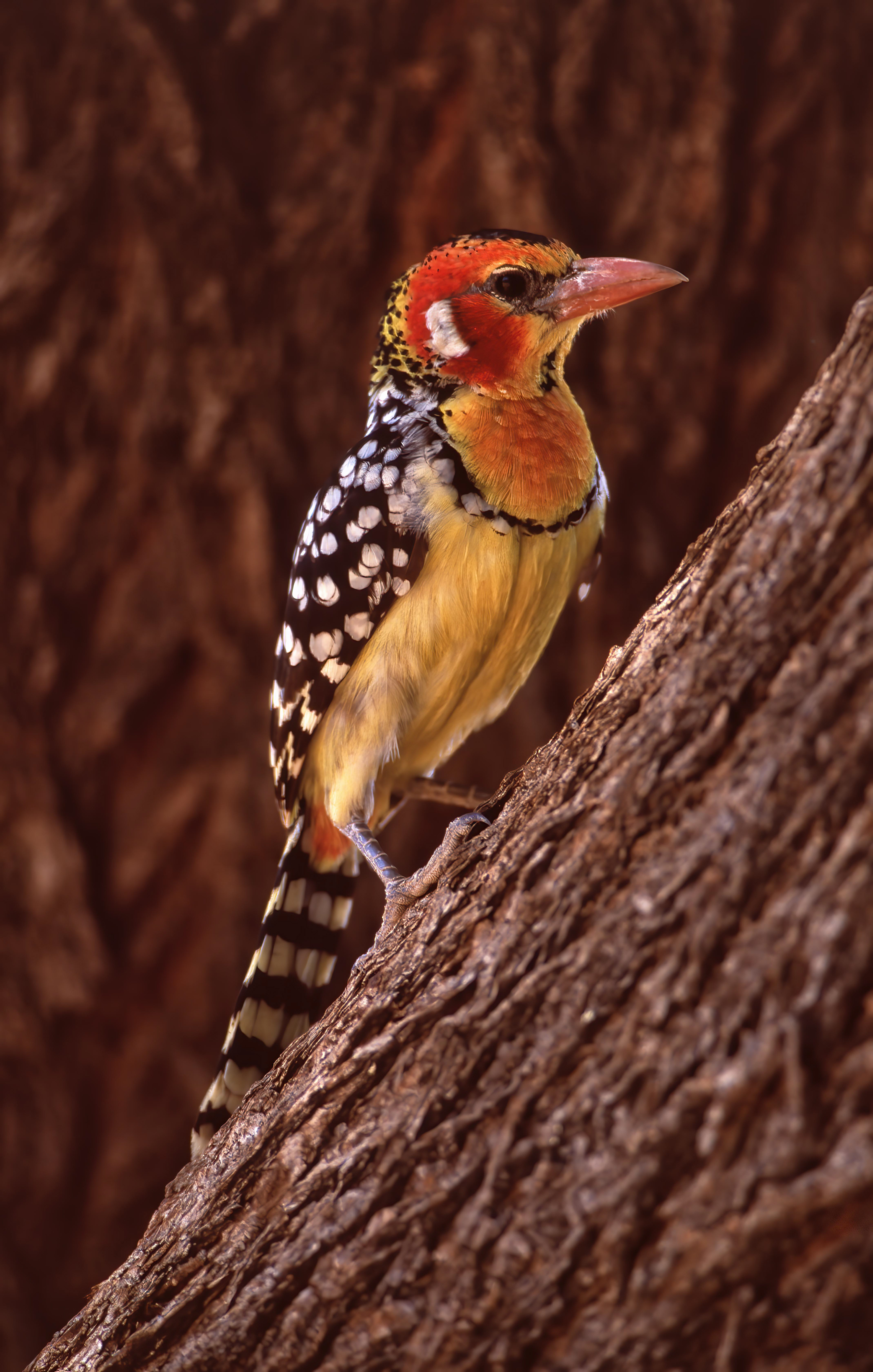 Red and yellow barbet - Samburu