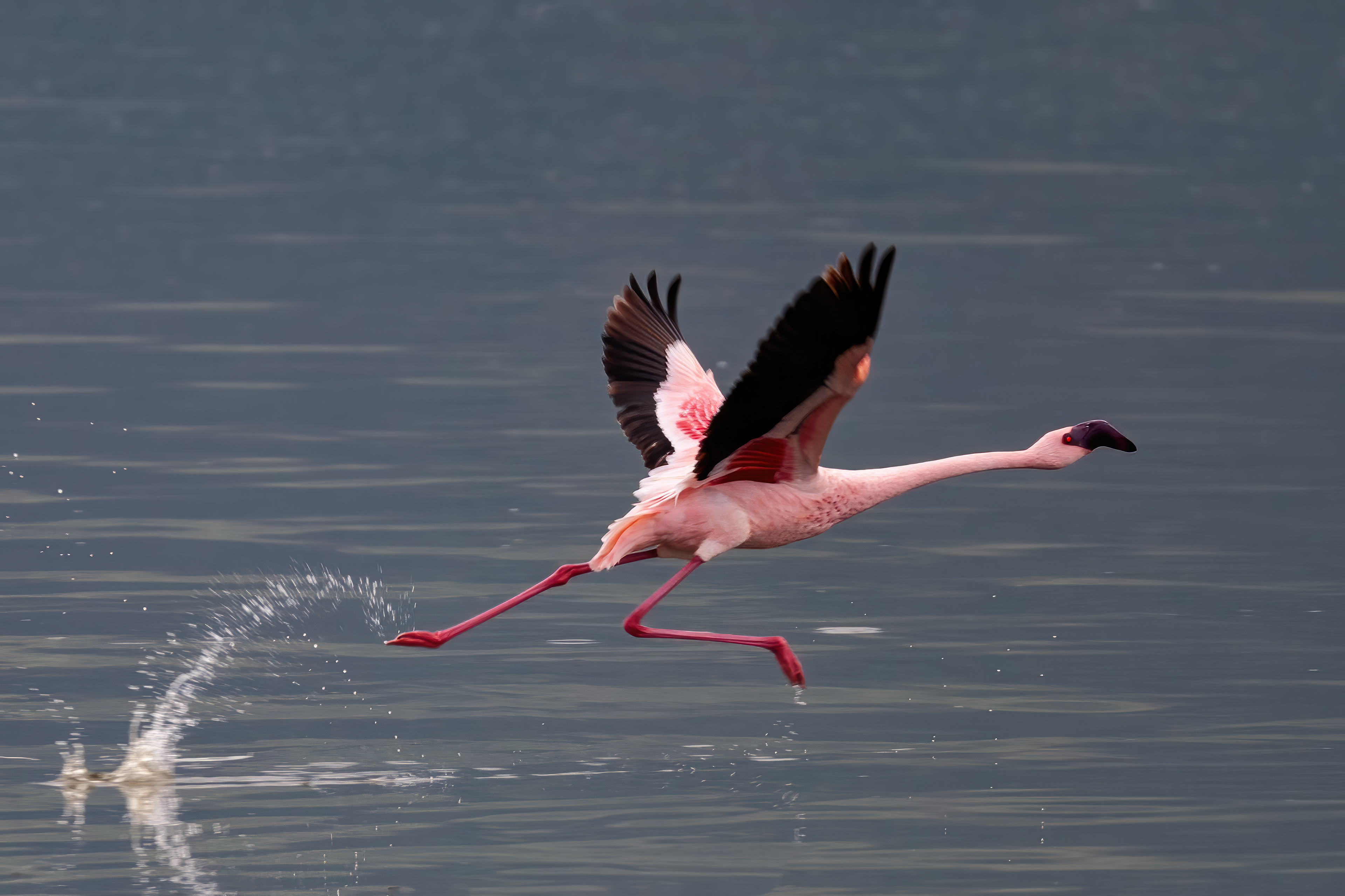Greater Flamingo taking flight - Kenya