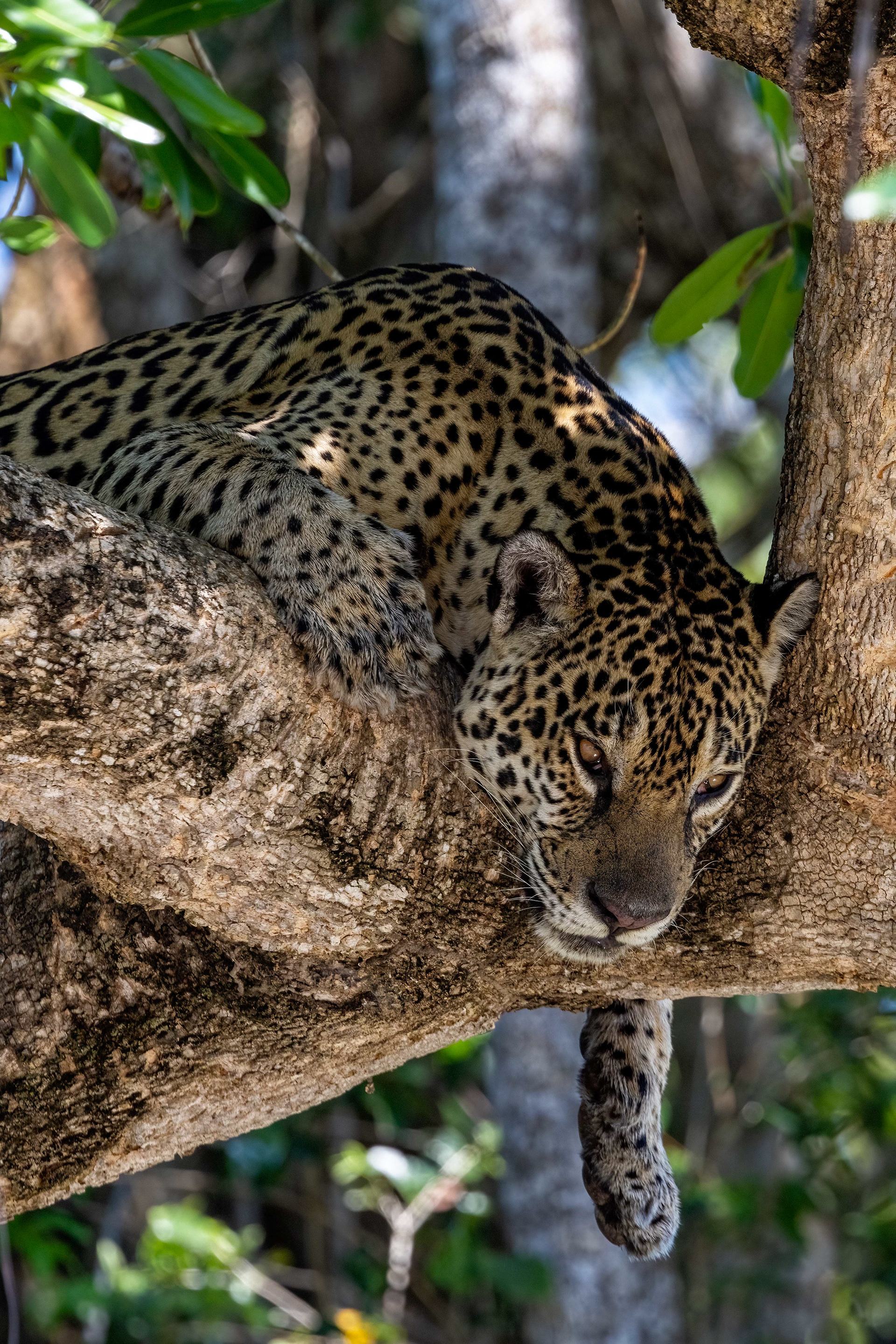 Female Jaguar