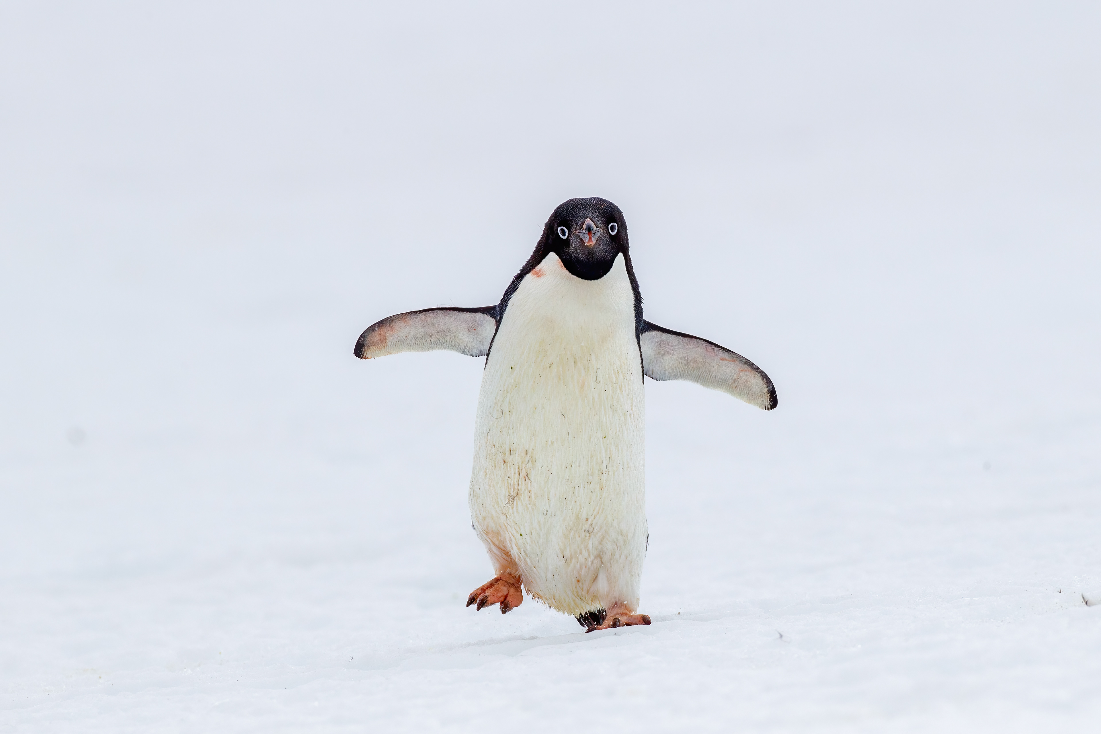 Adele Penguin - Antarctica