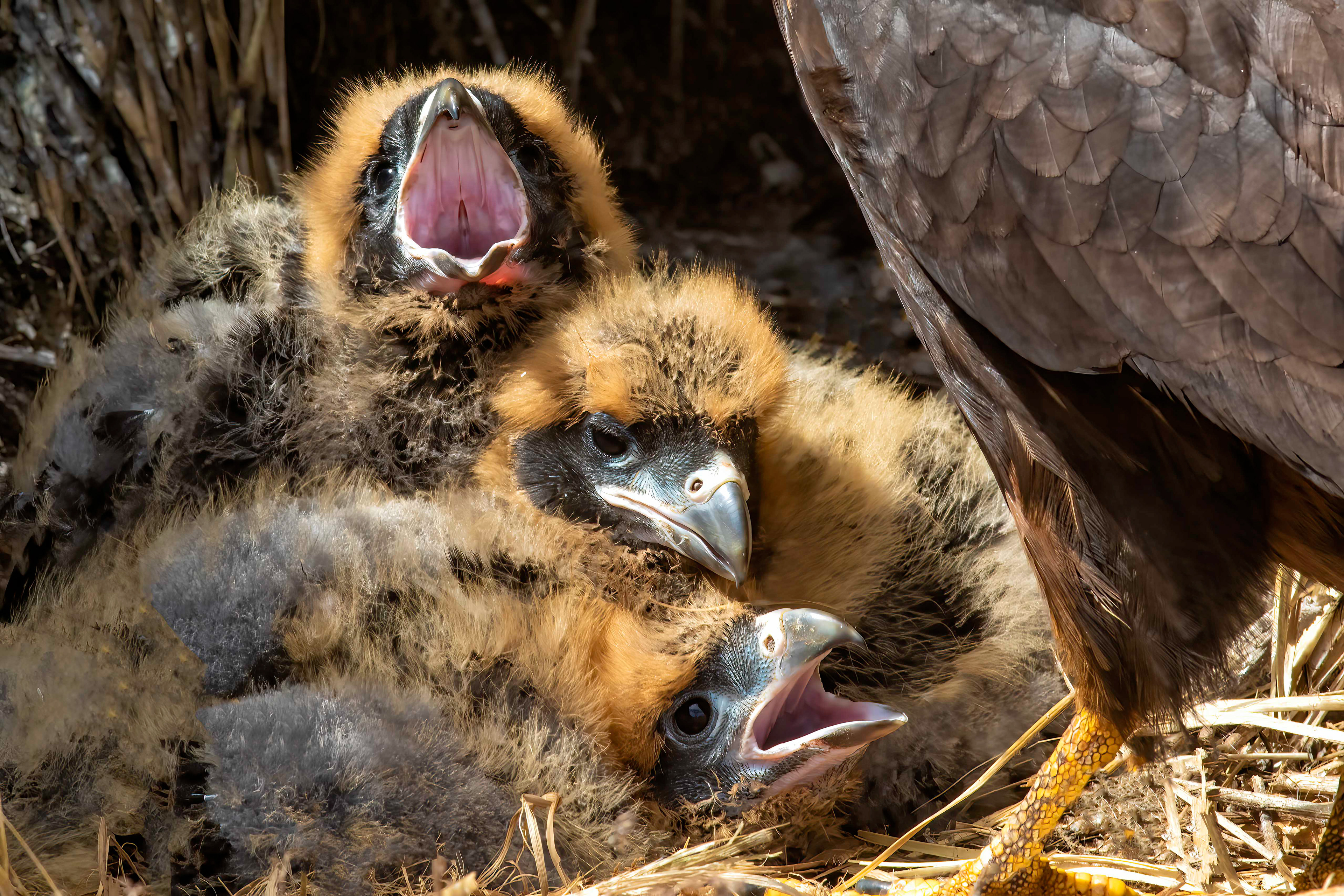 Striated Caracara chicks being fed - Falklands - RM
