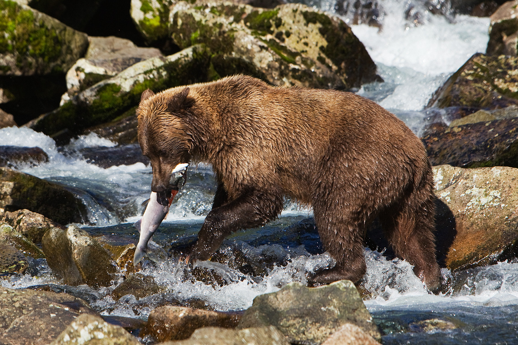 Grizzly Bear fishing in the rapids of a small coastal stream - Katmai Alaska