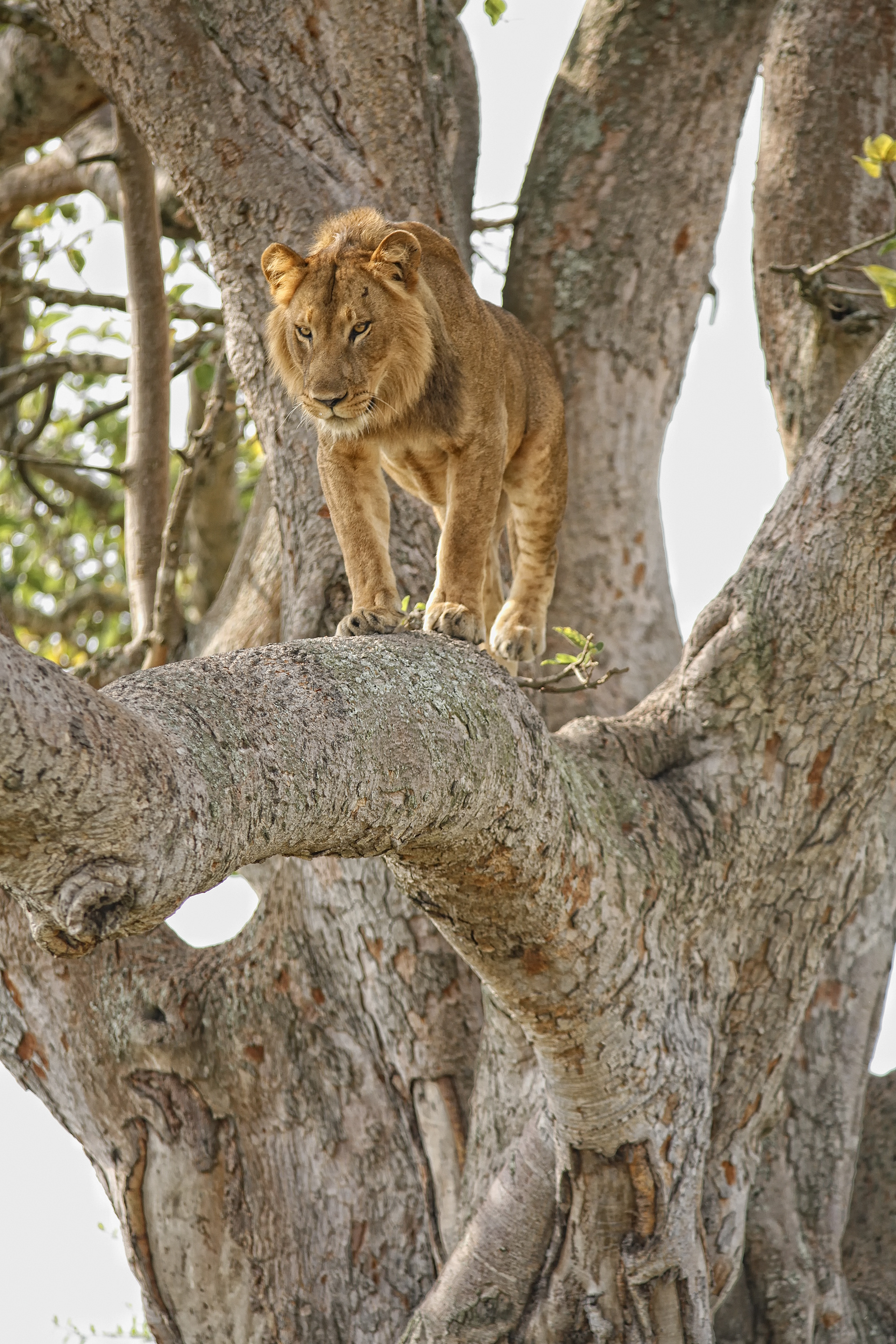 Young male Lion resting in a tree - Uganda