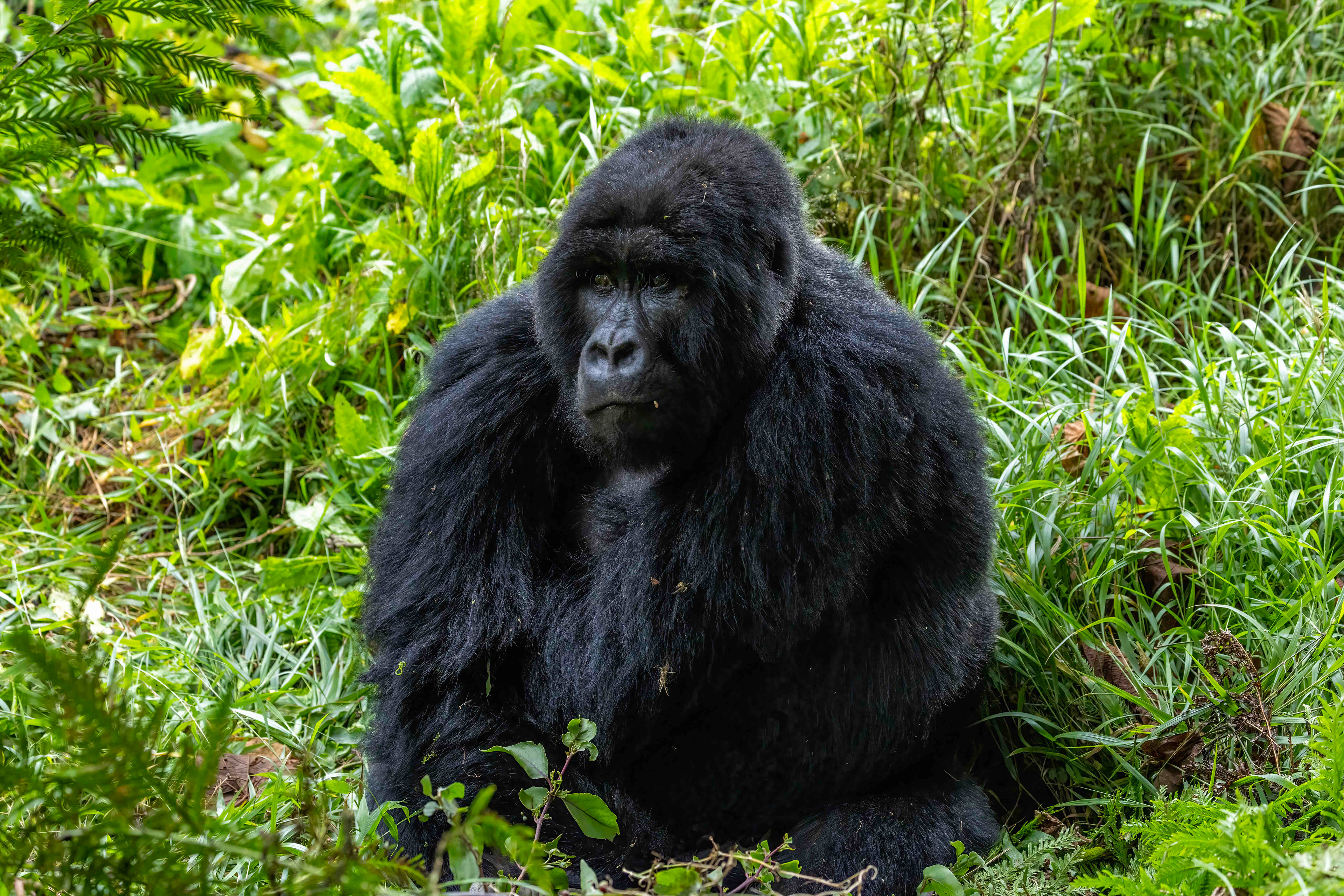 Male Mountain Gorilla - Uganda