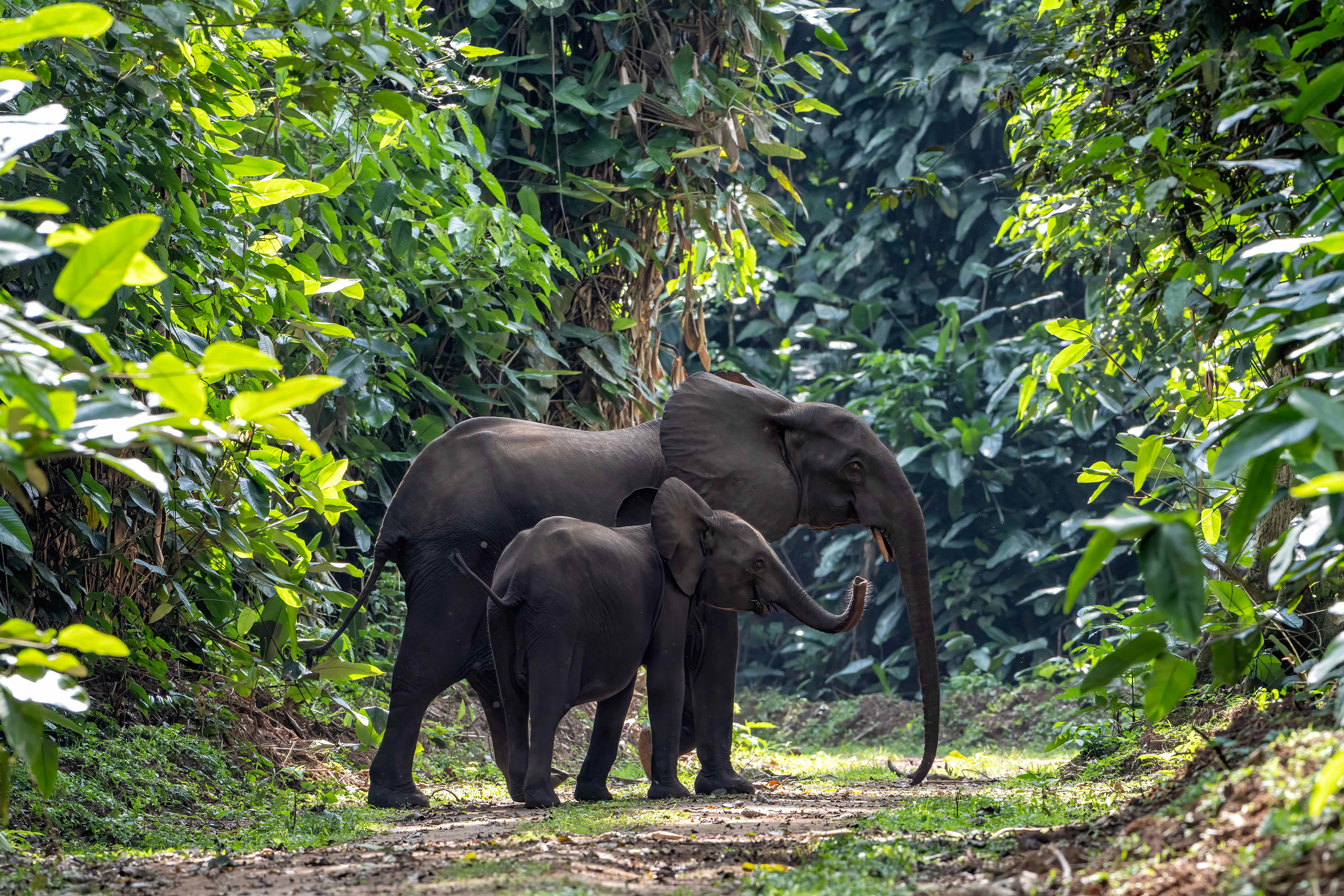 Forest Elephants - Odzala, Republic of Congo
