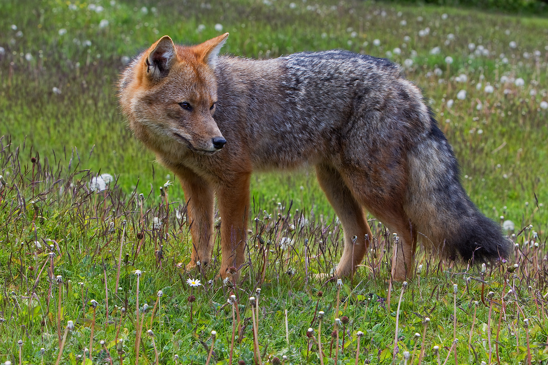 Patagonian Fox - Ushuaia National Park