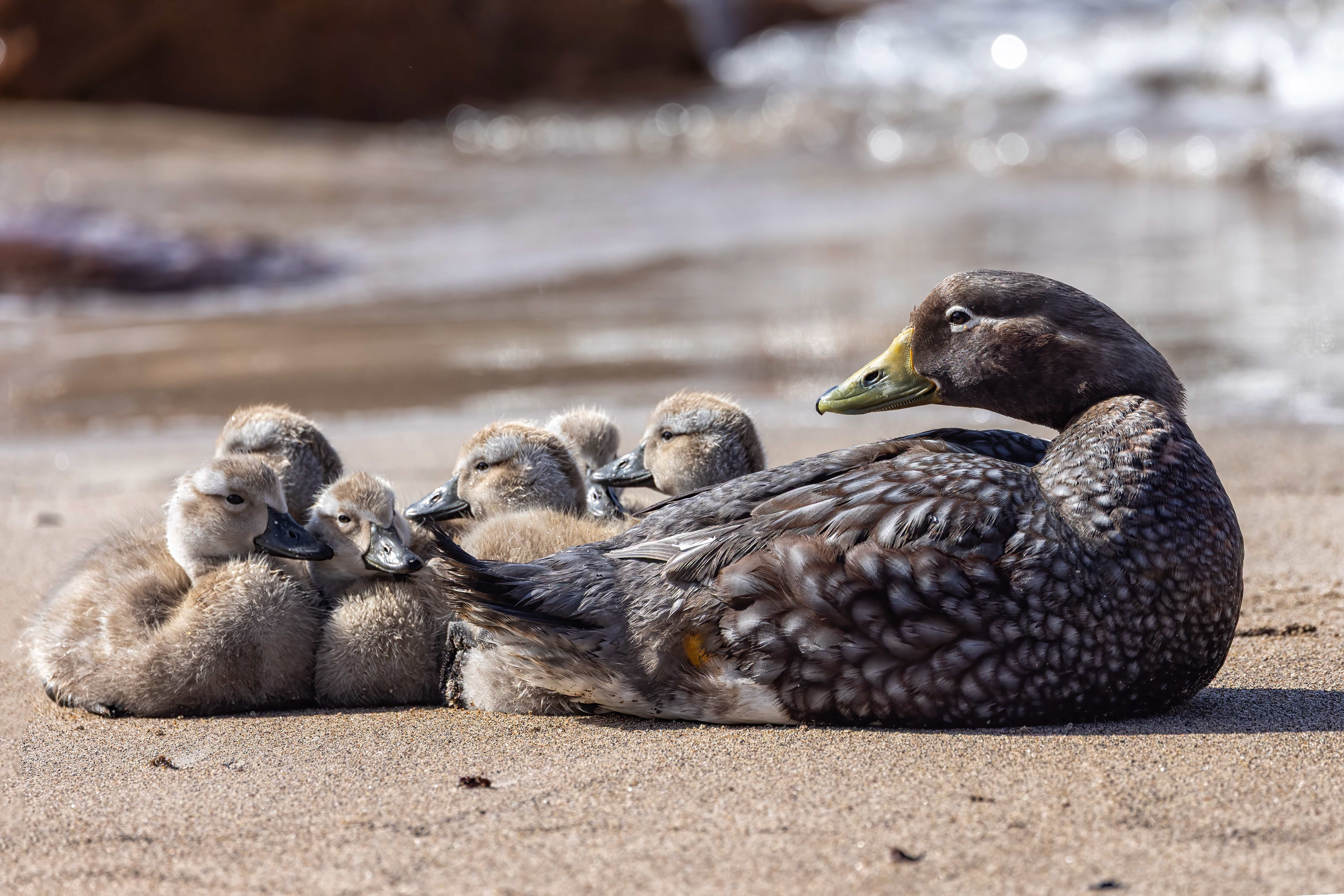 Falklands Steamer Duck family - Falklands - RM