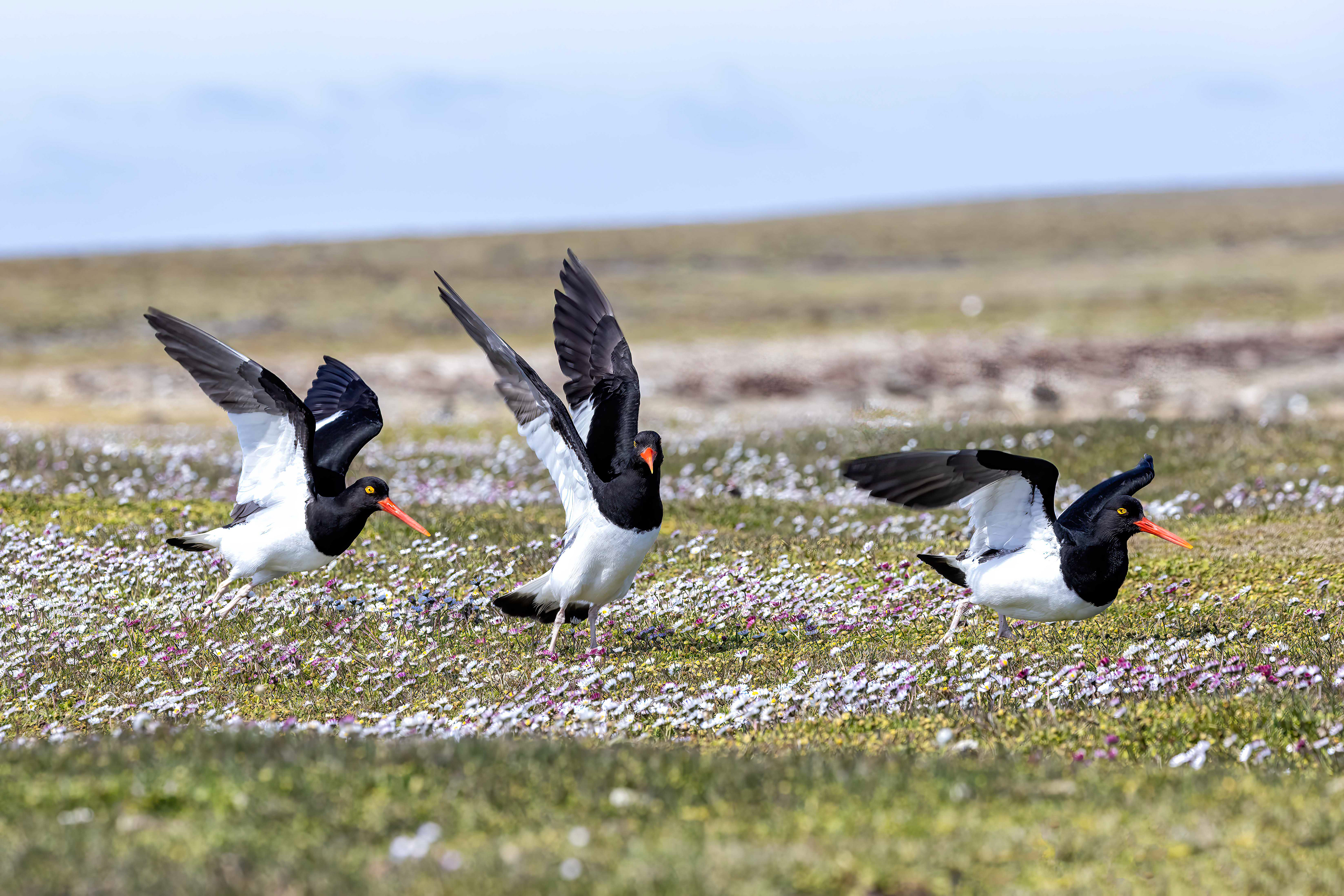 Pied Oyster-catchers - Falklands - RM