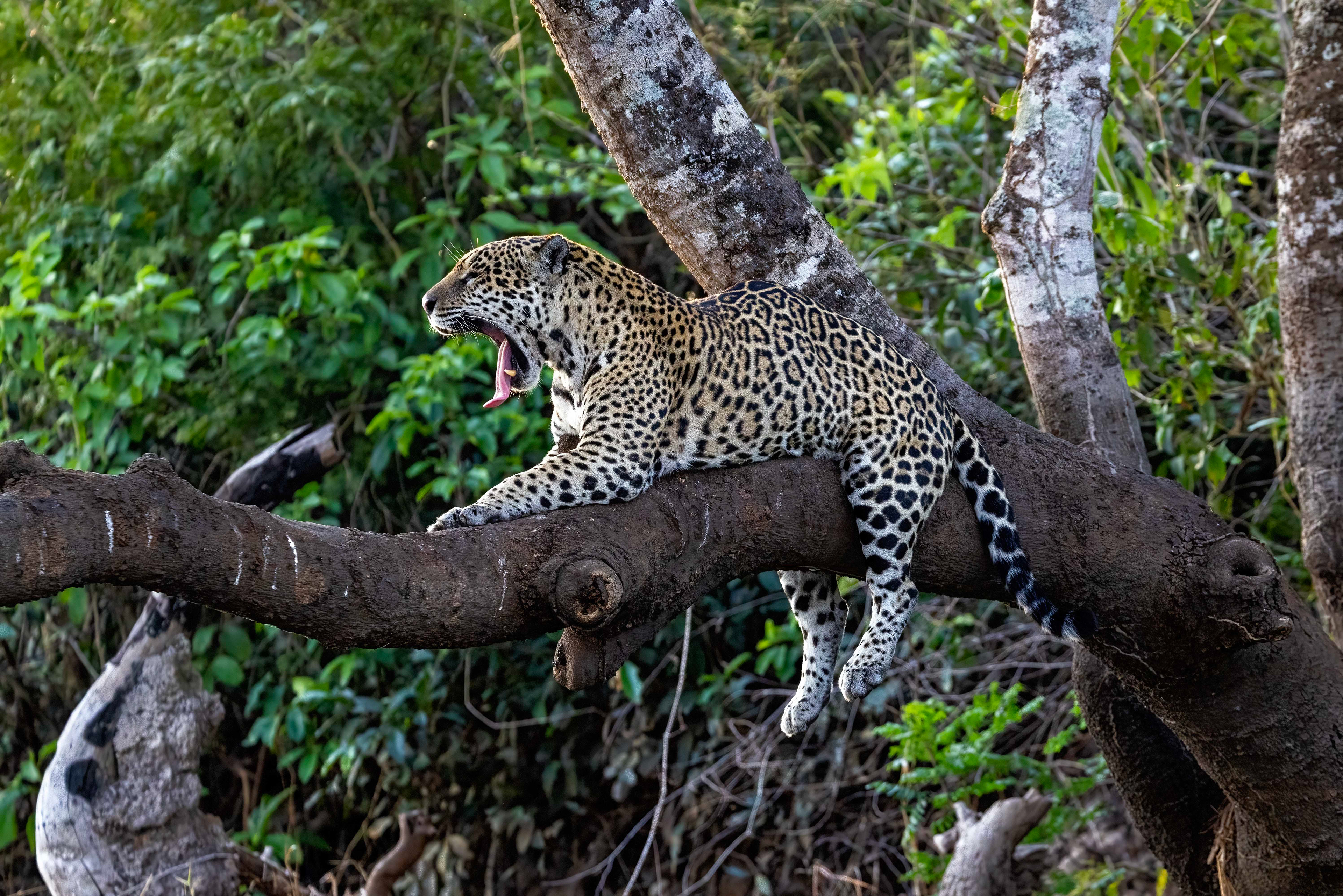 Female Jaguar