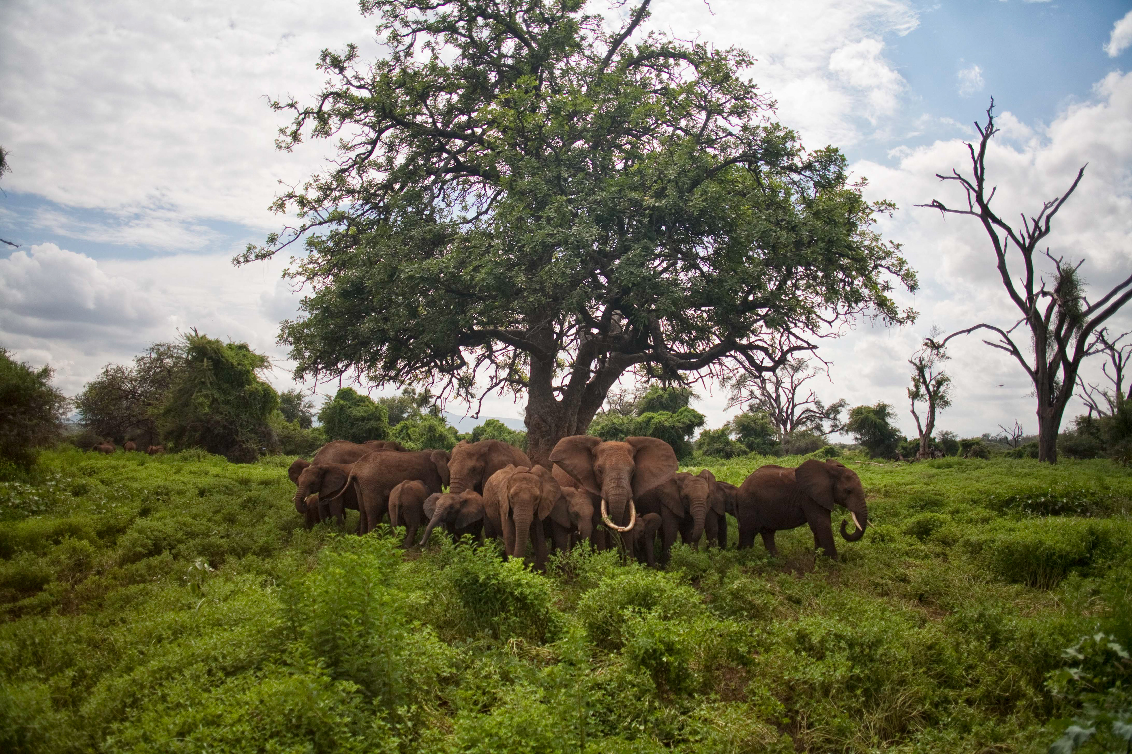 Elephant family sheltering - Samburu