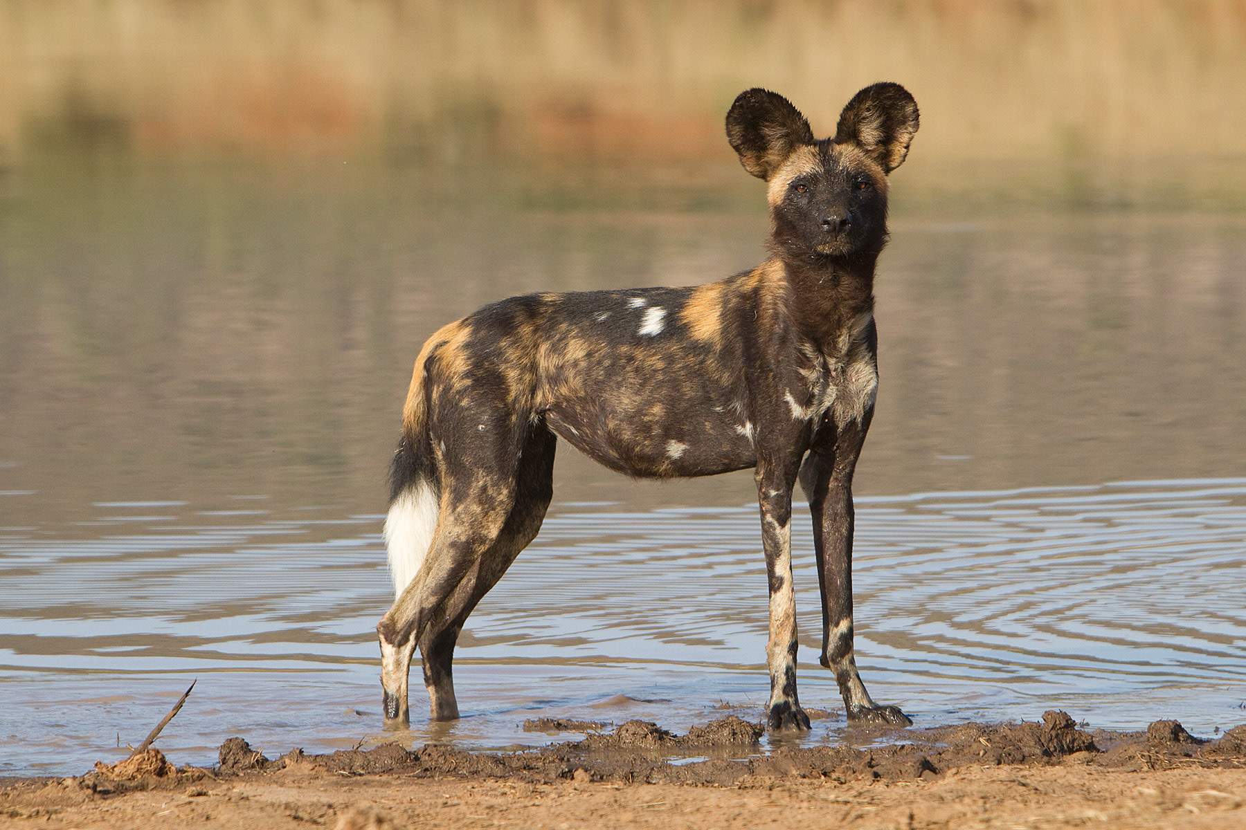 African Wild Dog - Kenya