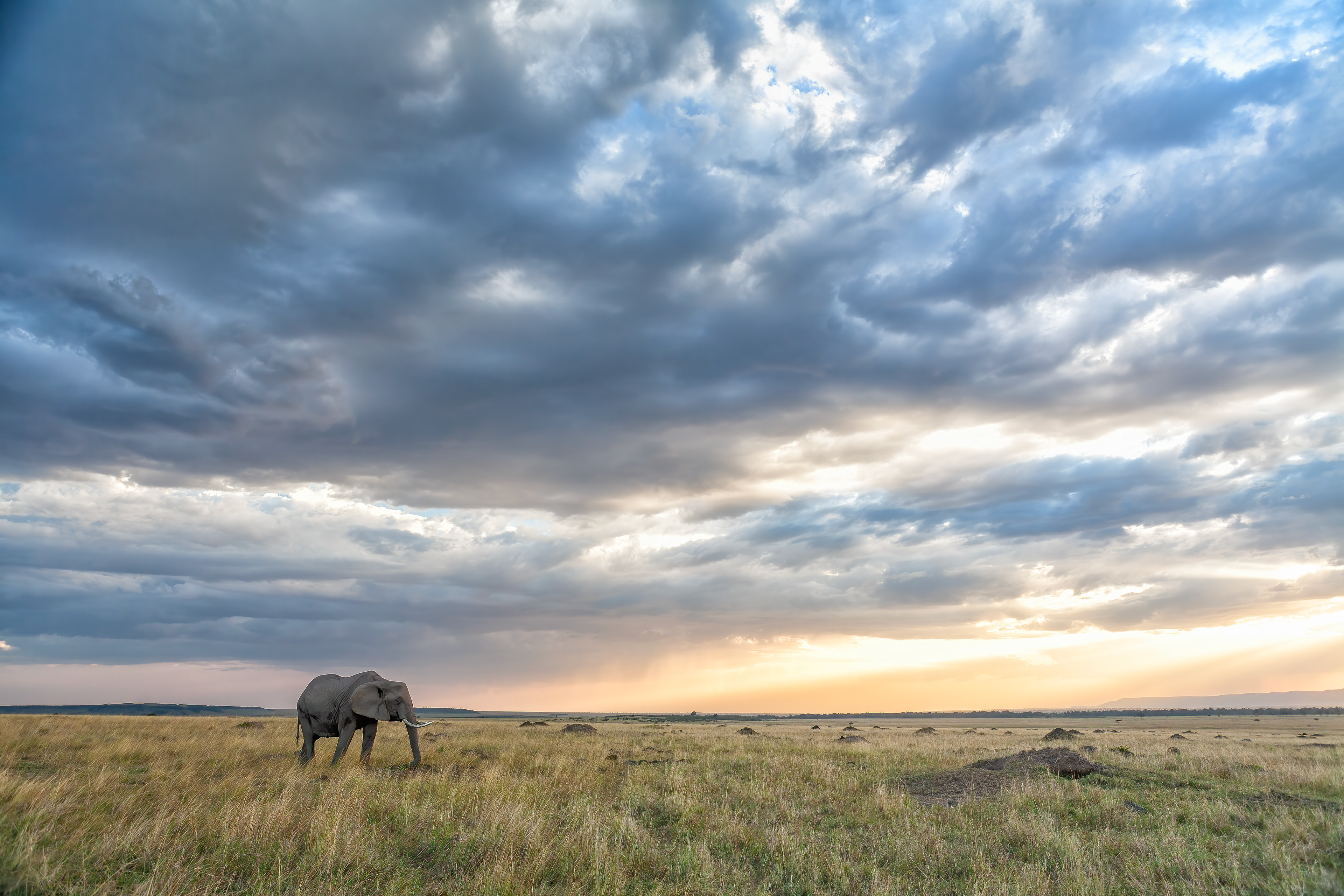 Elephant at sunset - Masai Mara