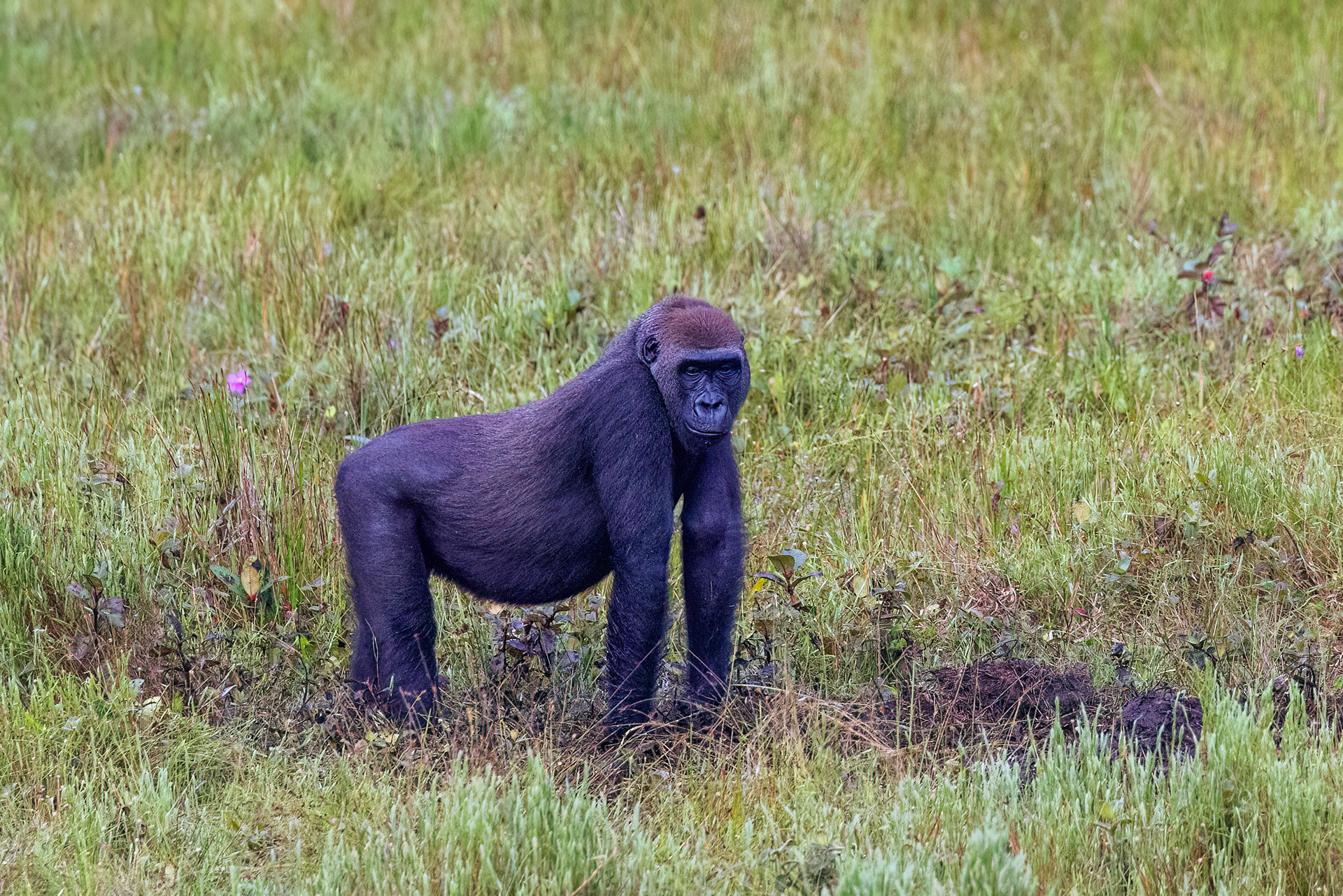 Western Lowland Gorilla - Odzala, Republic of Congo-RM