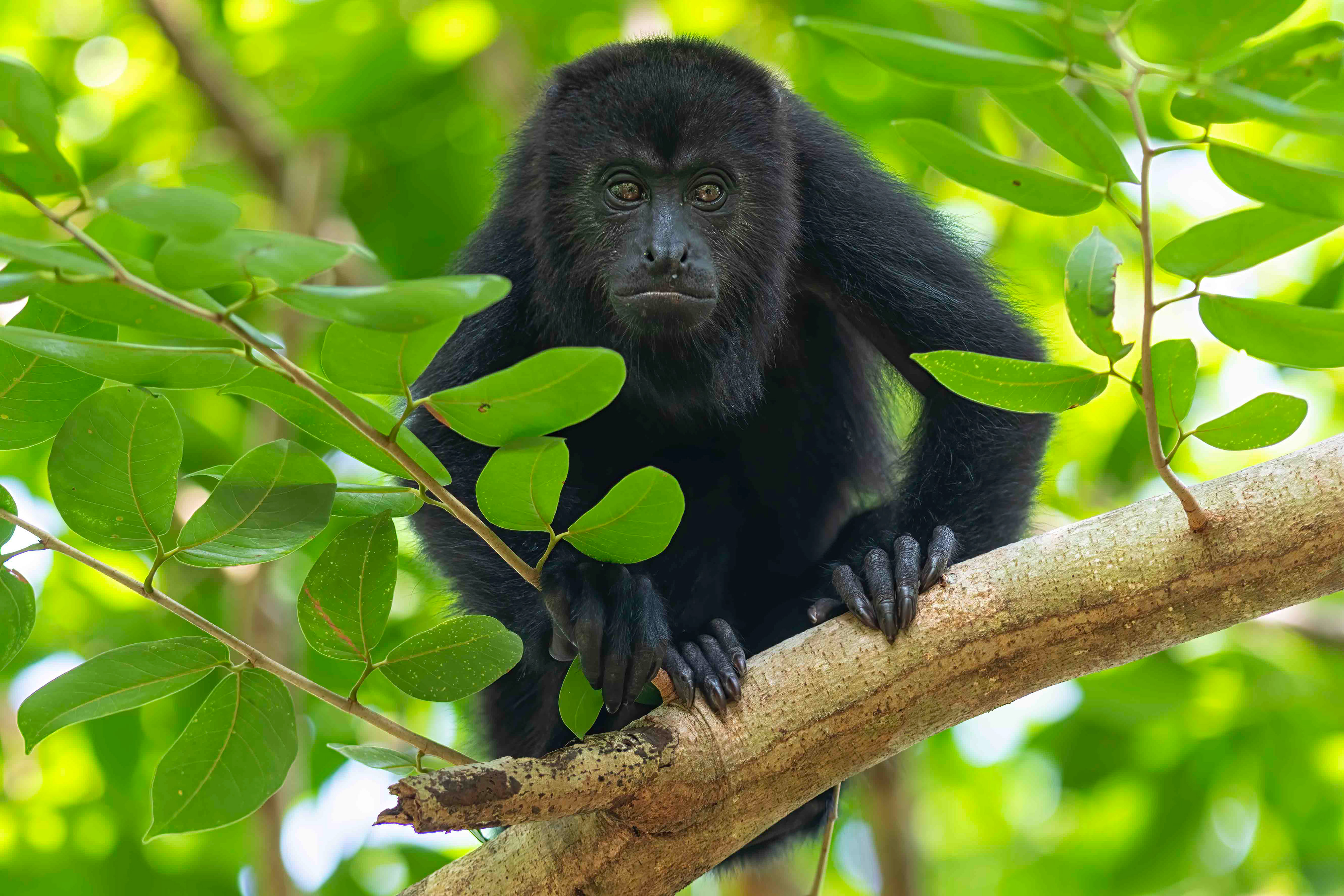 Howler Monkey - Belize - RM