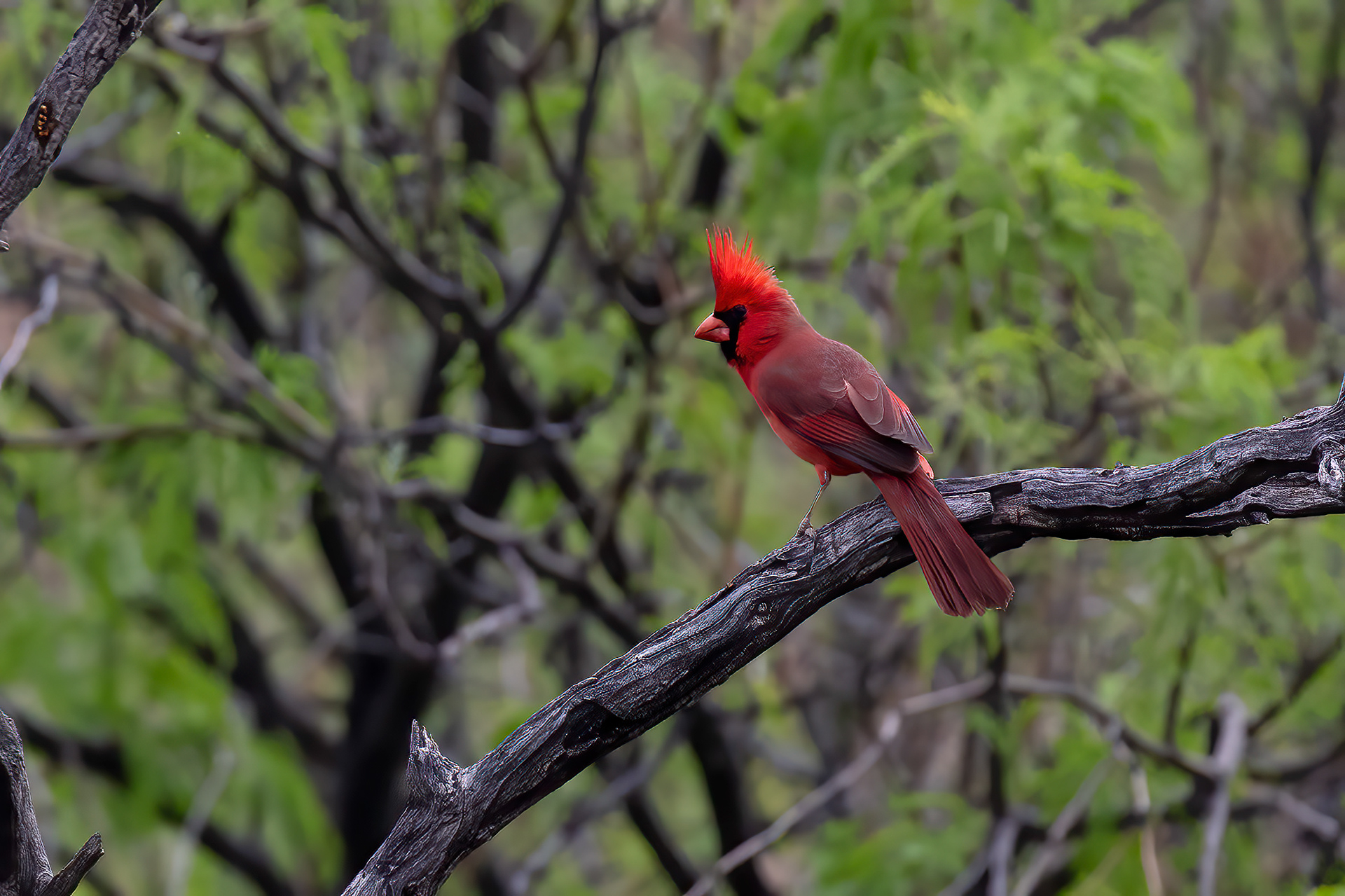 Northern Cardinal male