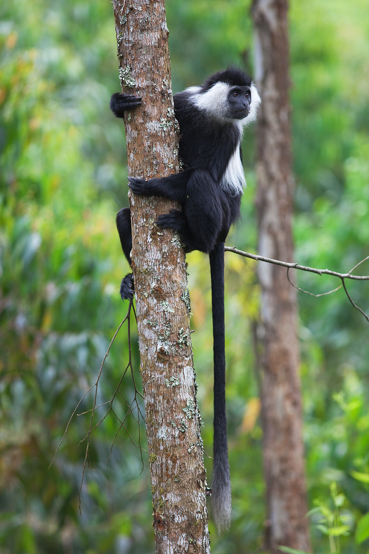 Black and White Colobus Monkey - Rwanda