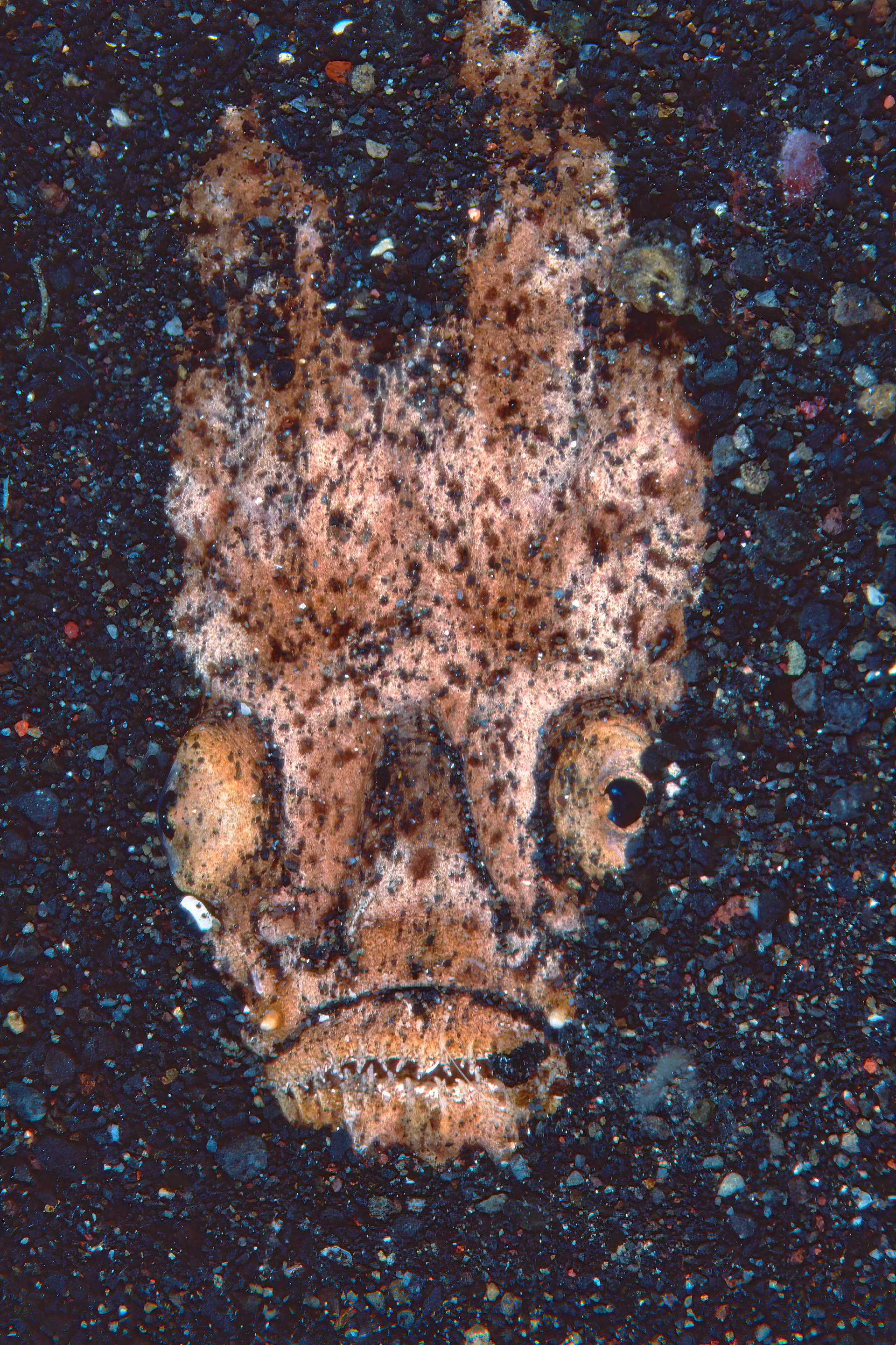 Stargazer buried in the volcanic sand waiting for prey - Sulawesi, Indonesia